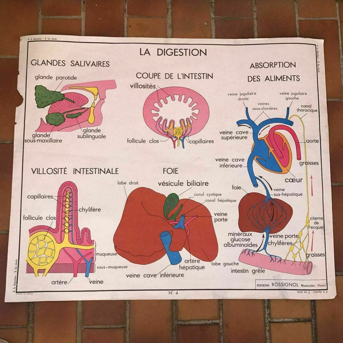 Vintage French School Poster Anatomy Teeth Digestion MDI 1960s 35x29 19 Fleamarketfrance