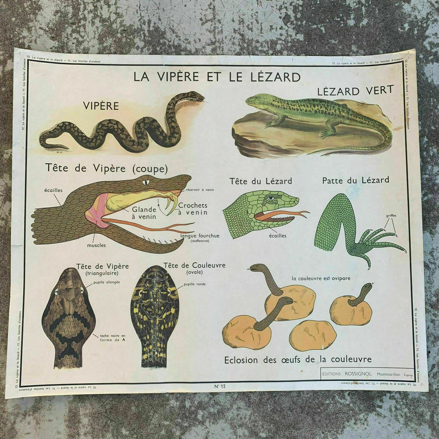 Vintage French Educational Poster ROSSIGNOL Birds Anatomy School 19071912 Fleamarketfrance