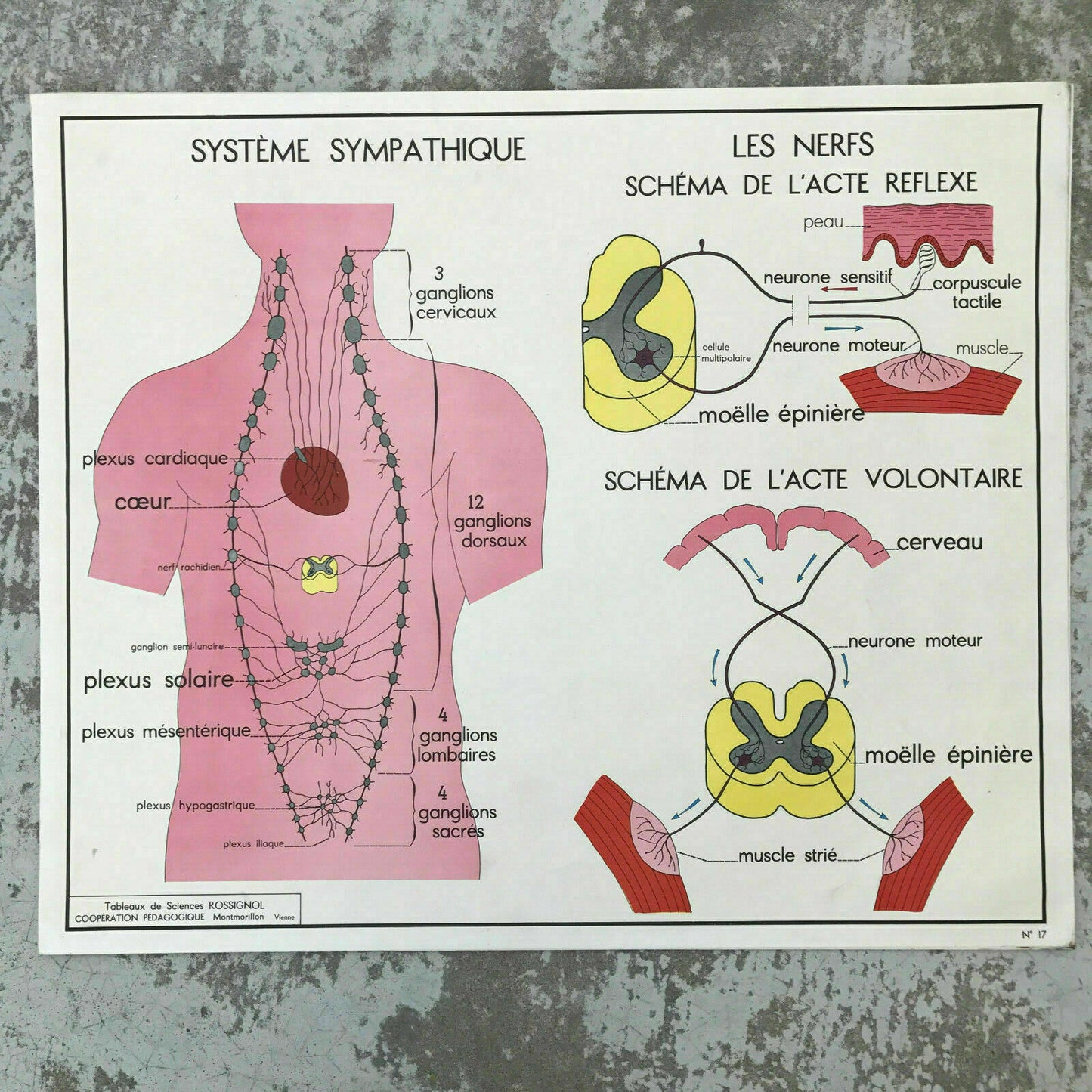French Anatomy Poster Vintage School Educational Skin Touch Rossignol 1612194 Fleamarketfrance