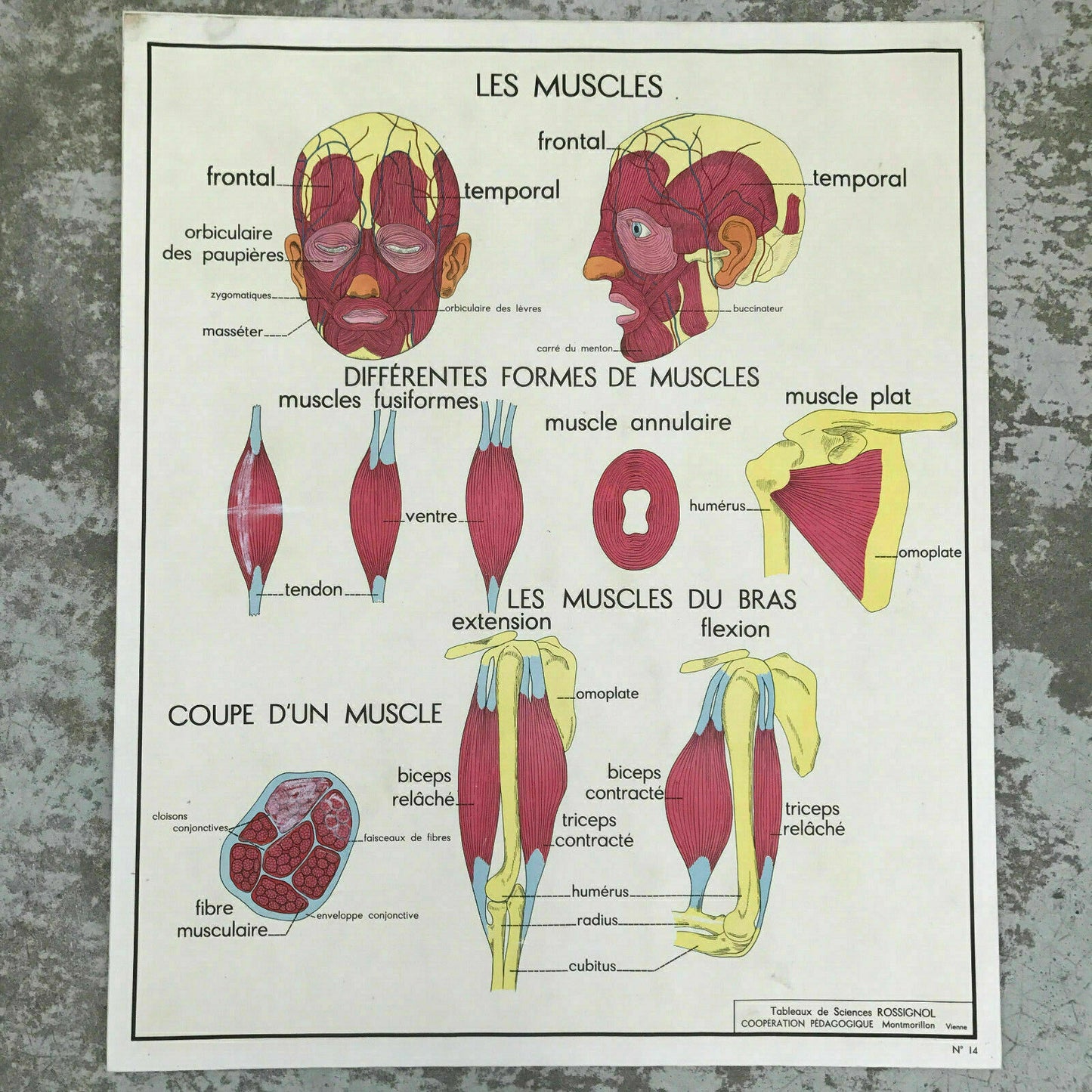 ROSSIGNOL MDI French School Poster Lesson anatomy Two Sides 1960's MUSCLE1812191 - Fleamarketfrance