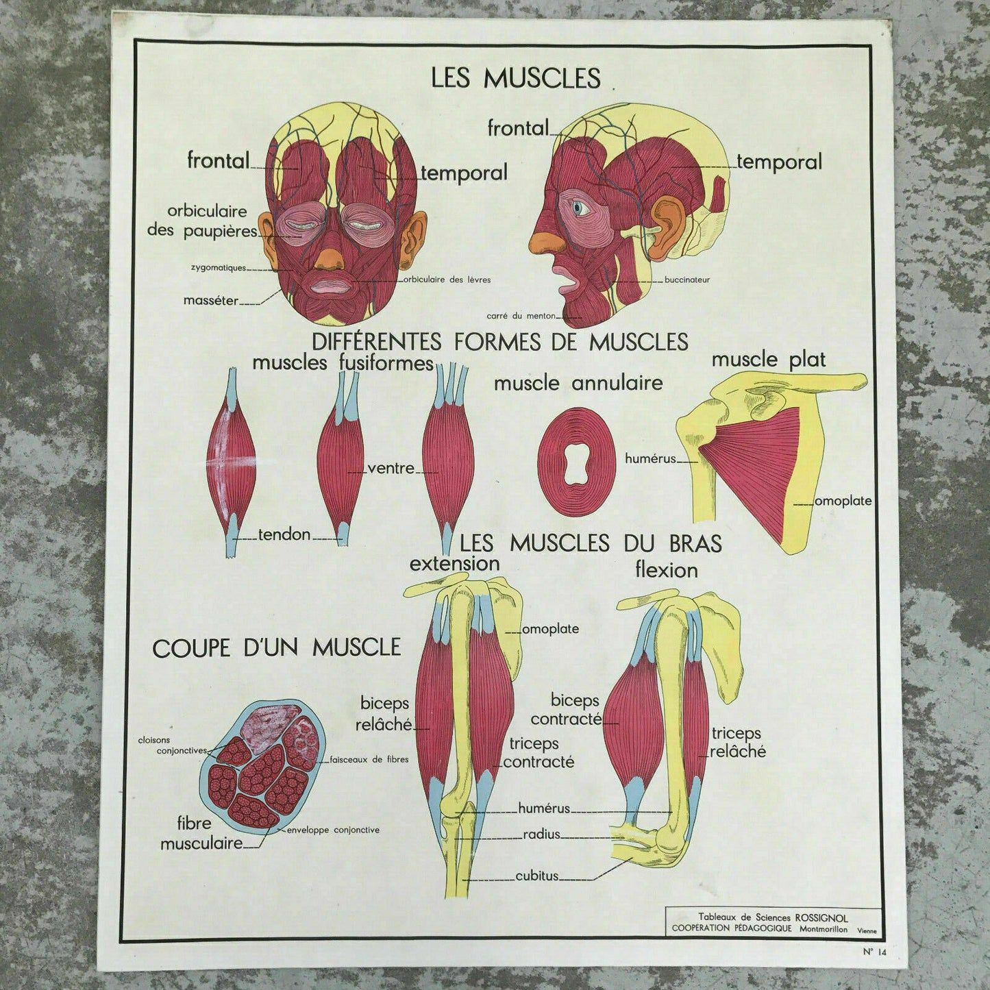 French Anatomy Poster Rossignol School Educational Muscles Vintage 1812191 Fleamarketfrance