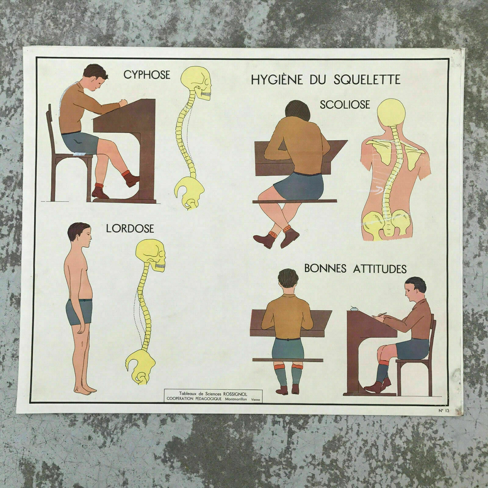 French Anatomy Poster Rossignol School Educational Muscles Vintage 1812191 Fleamarketfrance