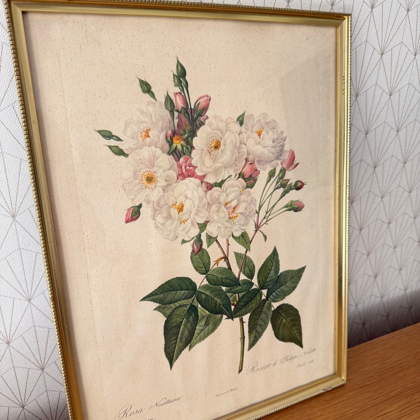 French Botanical Print Rosa Noisettiana Redoute Style Lithograph 1012251 no brand