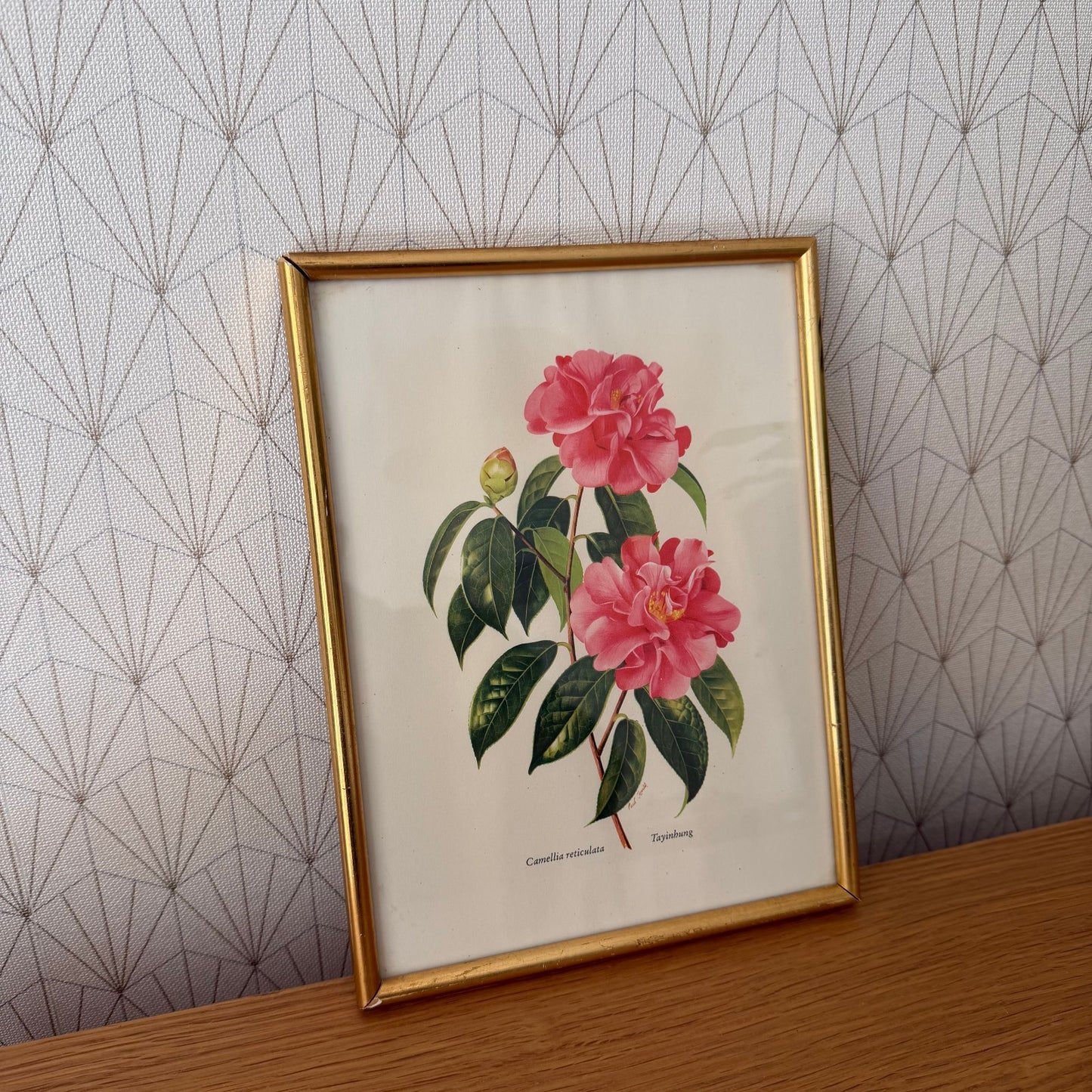 French Botanical Print Pink Camellia Gold Frame Vintage Art 2409256 Fleamarketfrance : French vintage and antique decor