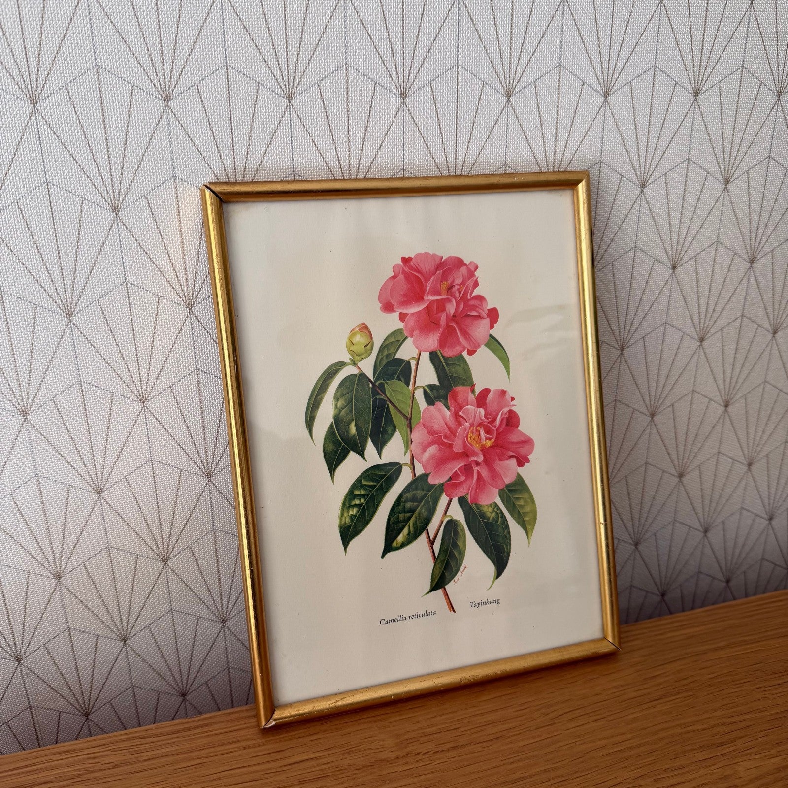 French Botanical Print Pink Camellia Gold Frame Vintage Art 2409256 Fleamarketfrance : French vintage and antique decor