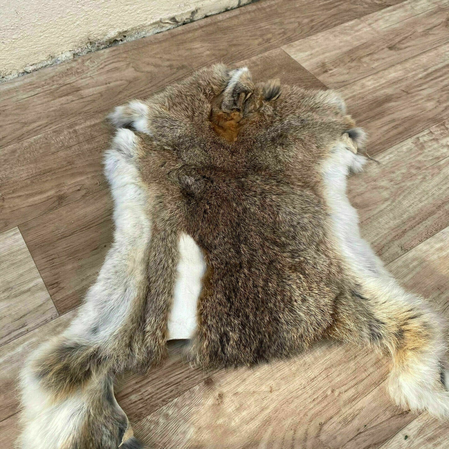 French Taxidermy Pelt Vintage Animal Hide Fur Natural 21x13 16062119 Fleamarketfrance