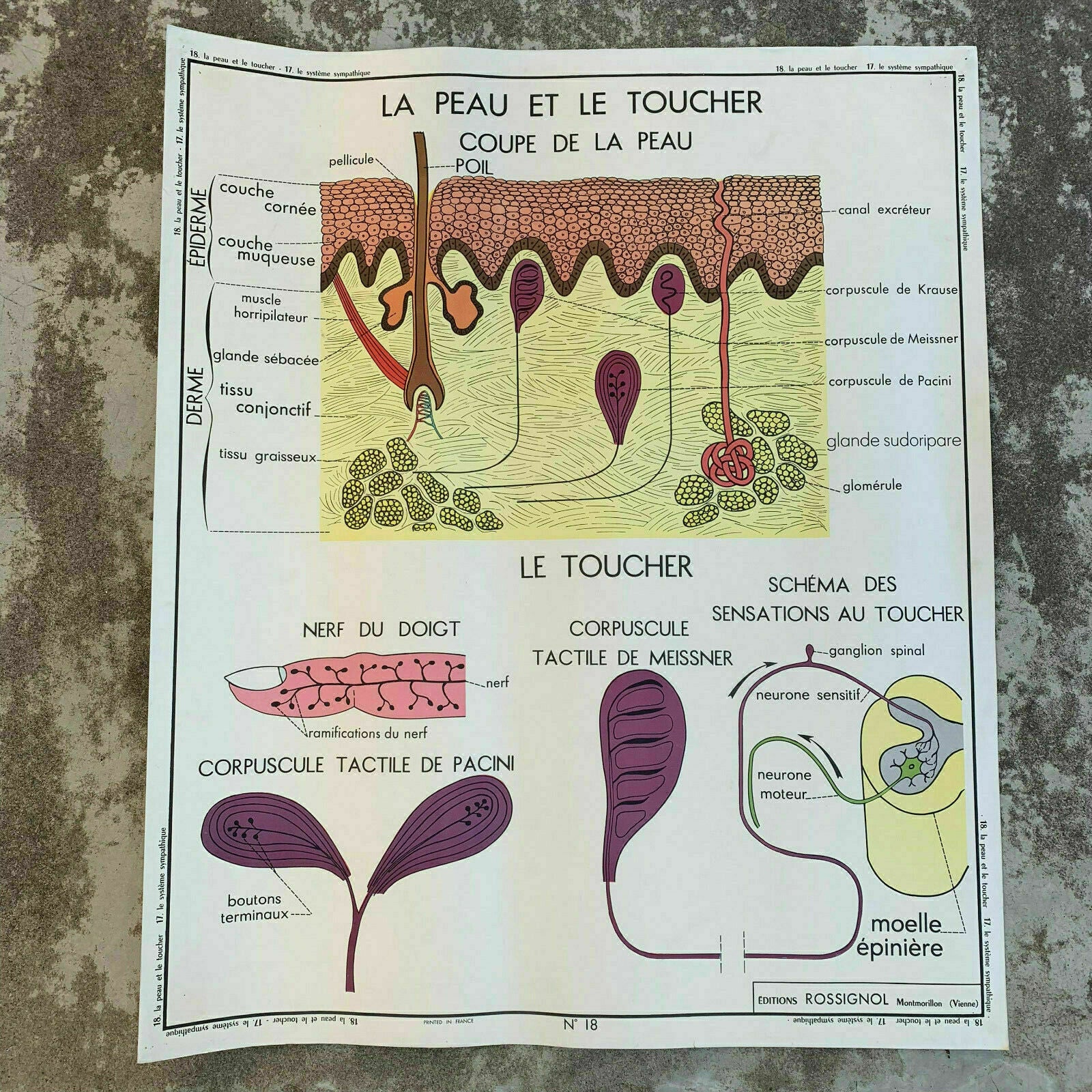 ROSSIGNOL MDI Vintage French School Poster anatomy Two Sides SKIN 1907196 - Fleamarketfrance