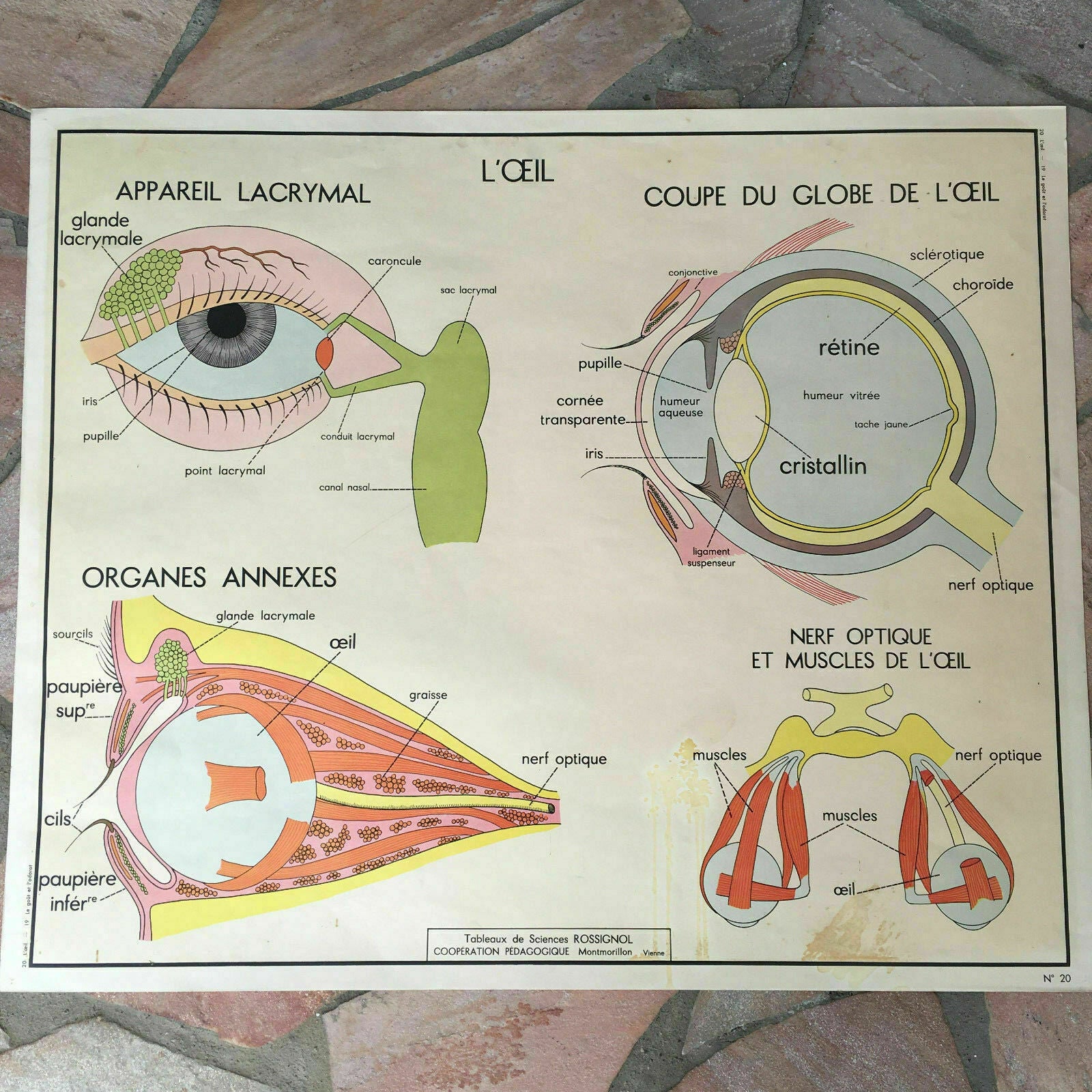 ROSSIGNOL MDI Vintage French School Poster anatomy Two Sides EYES NOSE 03021813 - Fleamarketfrance