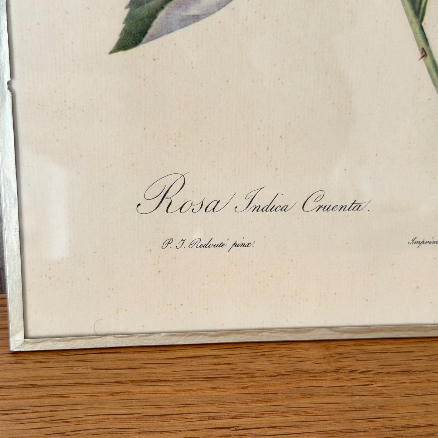 French Botanical Print Rose Redoute Style Lithograph Framed Vintage 1012253 no brand