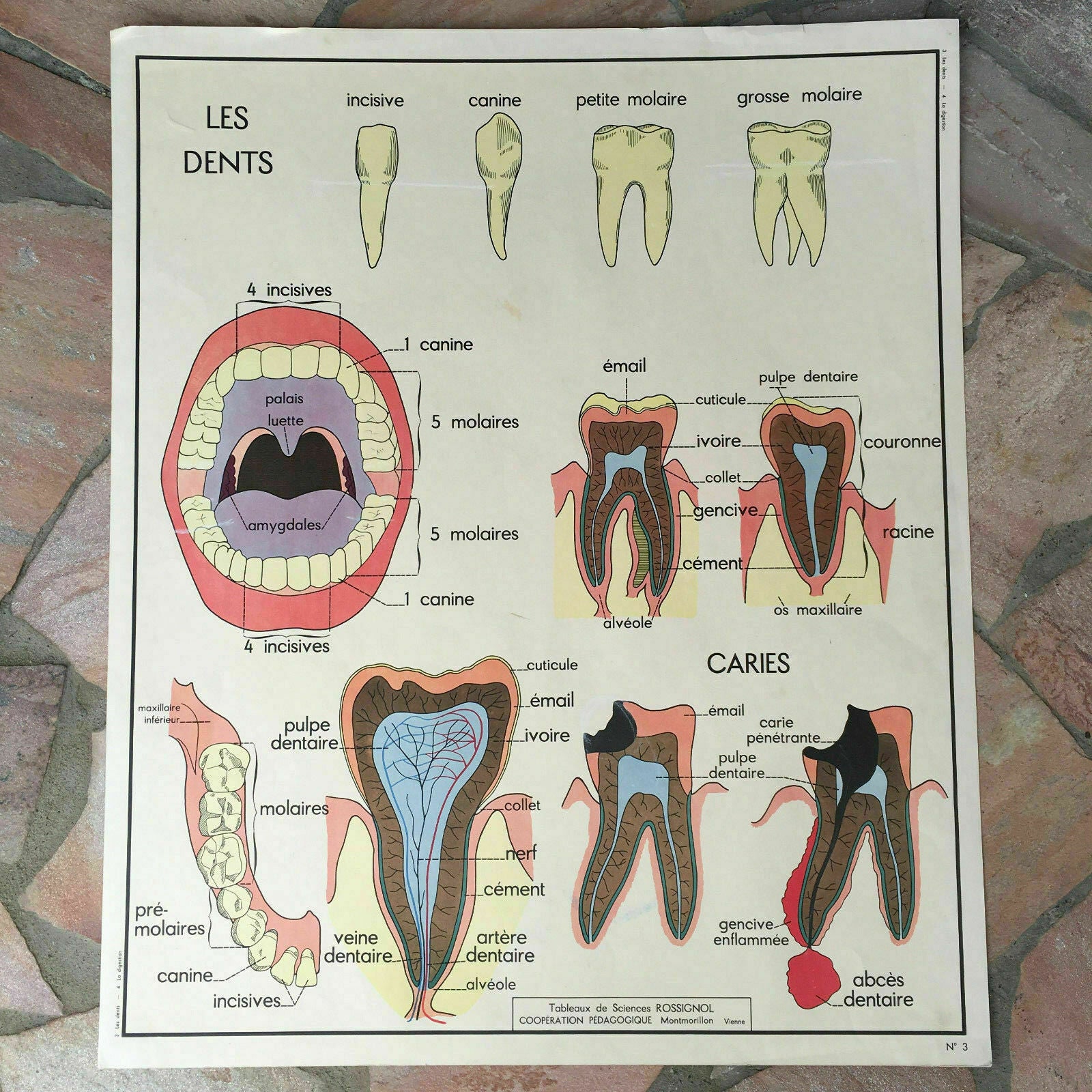 French School Anatomy Poster Teeth Digestion Rossignol 1960s 03021815 Fleamarketfrance