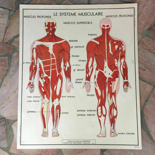Vintage French Anatomy Poster School Educational Biology MDI 1960s muscles 19 Fleamarketfrance