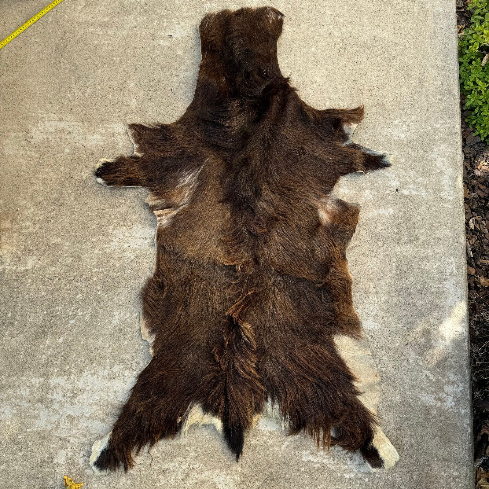 French Taxidermy animal Fur pelts Skin leather 02082410 - Fleamarketfrance