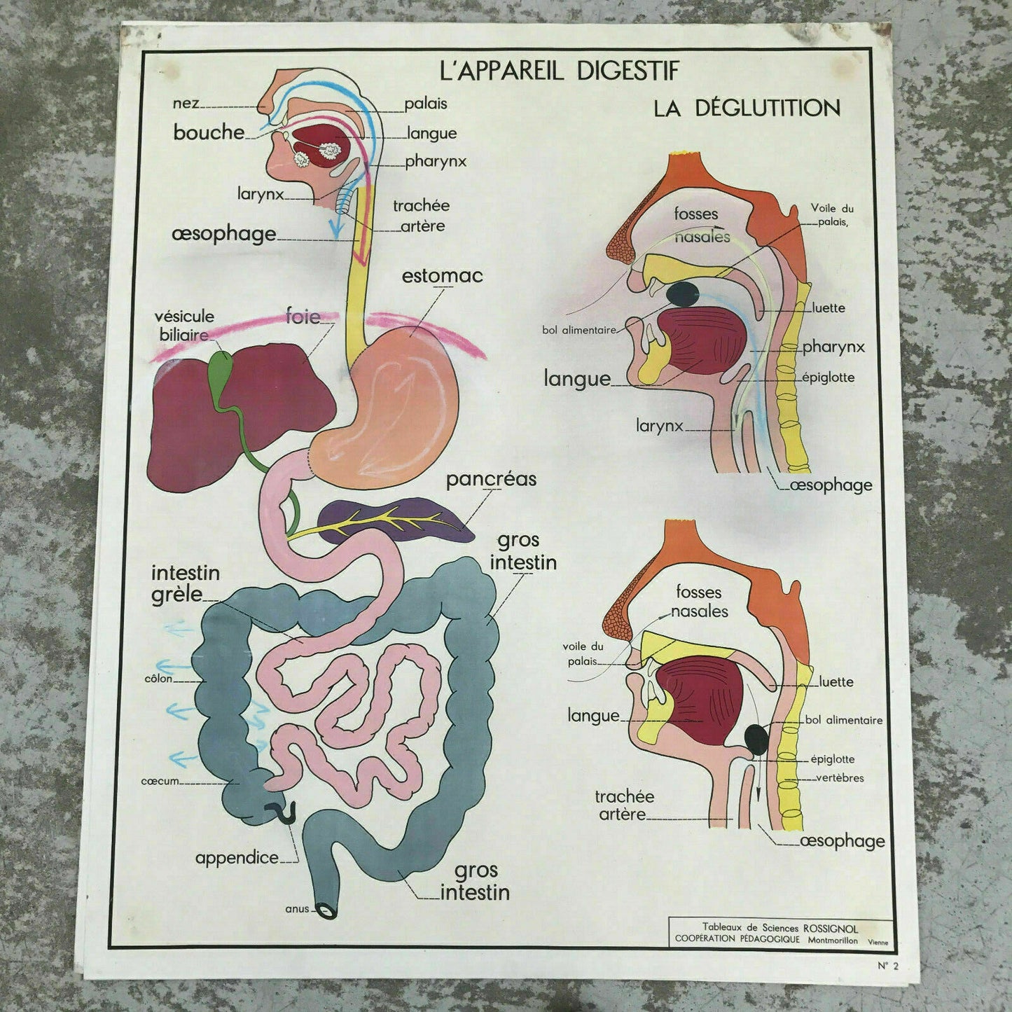 ROSSIGNOL MDI French School Poster Lesson anatomy Two Sides 1960's BODY 1812193 - Fleamarketfrance