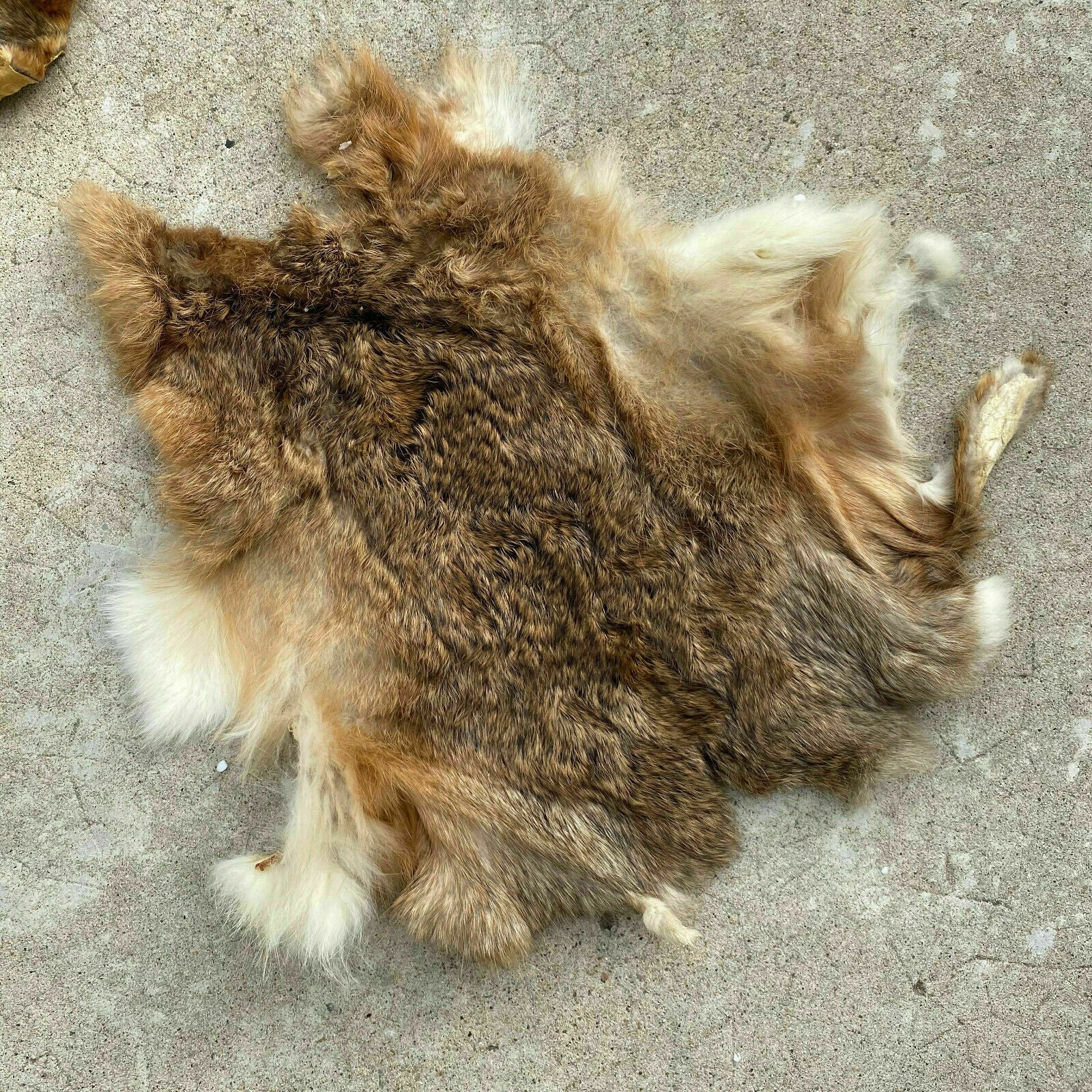 French Vintage Fur Pelts Rabbit Guinea Pig Taxidermy Skins 26032014 Fleamarketfrance