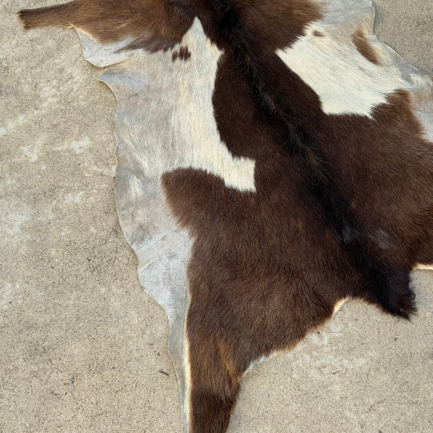 Vintage French Cowhide Rug Brown White Hair On Hide 41x21 0208248 Fleamarketfrance