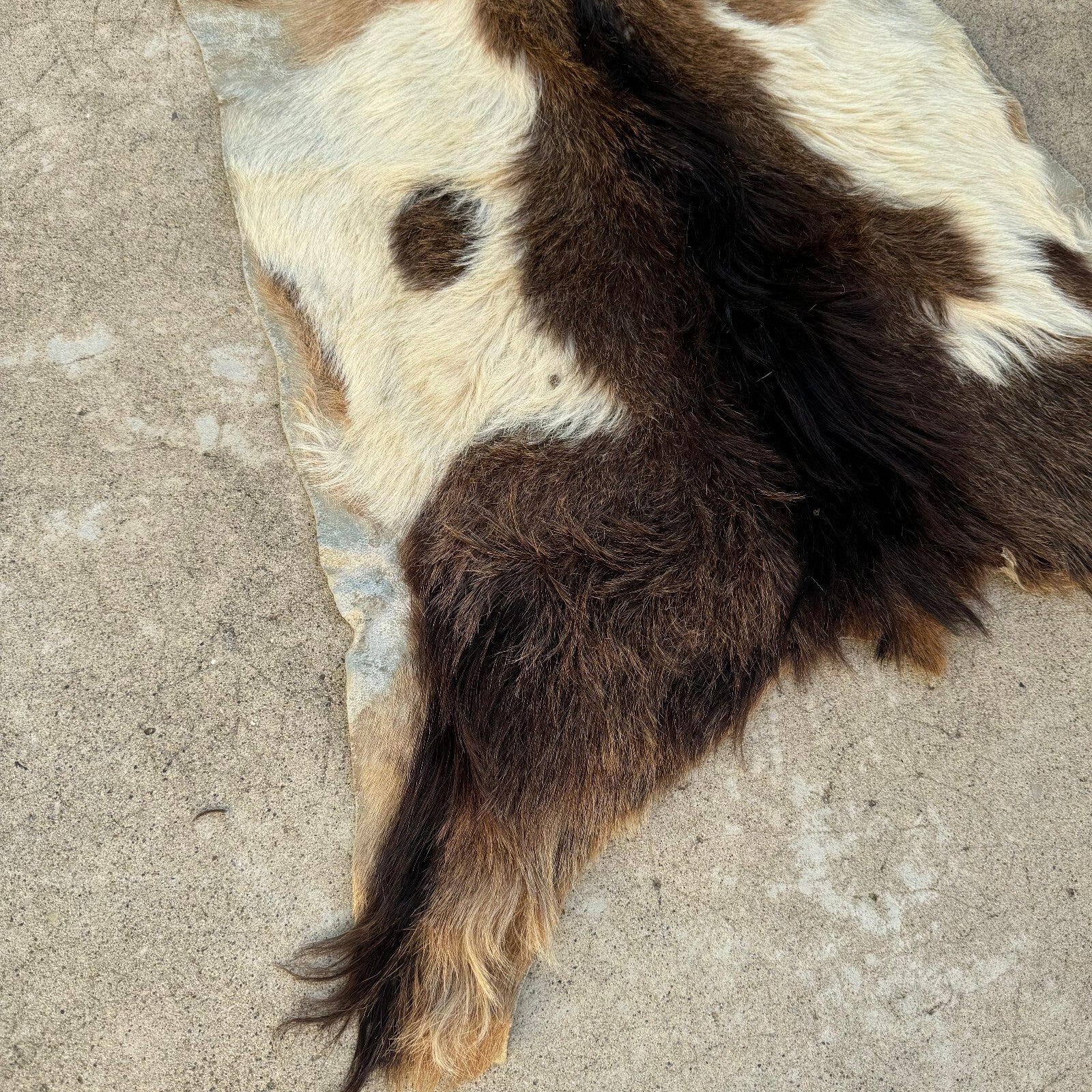 Vintage French Goat Hide Rug Natural Fur Pelt Taxidermy Decor 0208249 Fleamarketfrance