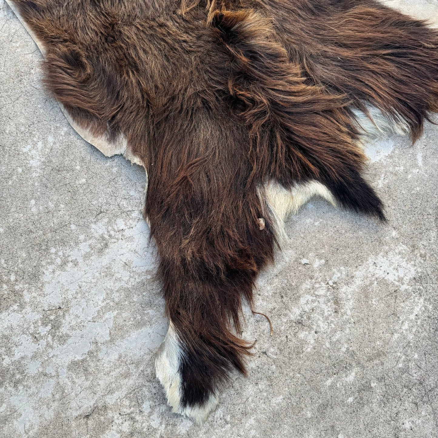 French Taxidermy animal Fur pelts Skin leather 02082410 - Fleamarketfrance