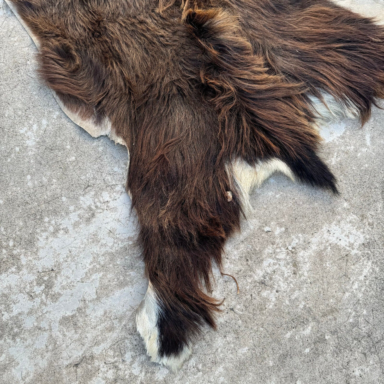 French Taxidermy animal Fur pelts Skin leather 02082410 - Fleamarketfrance