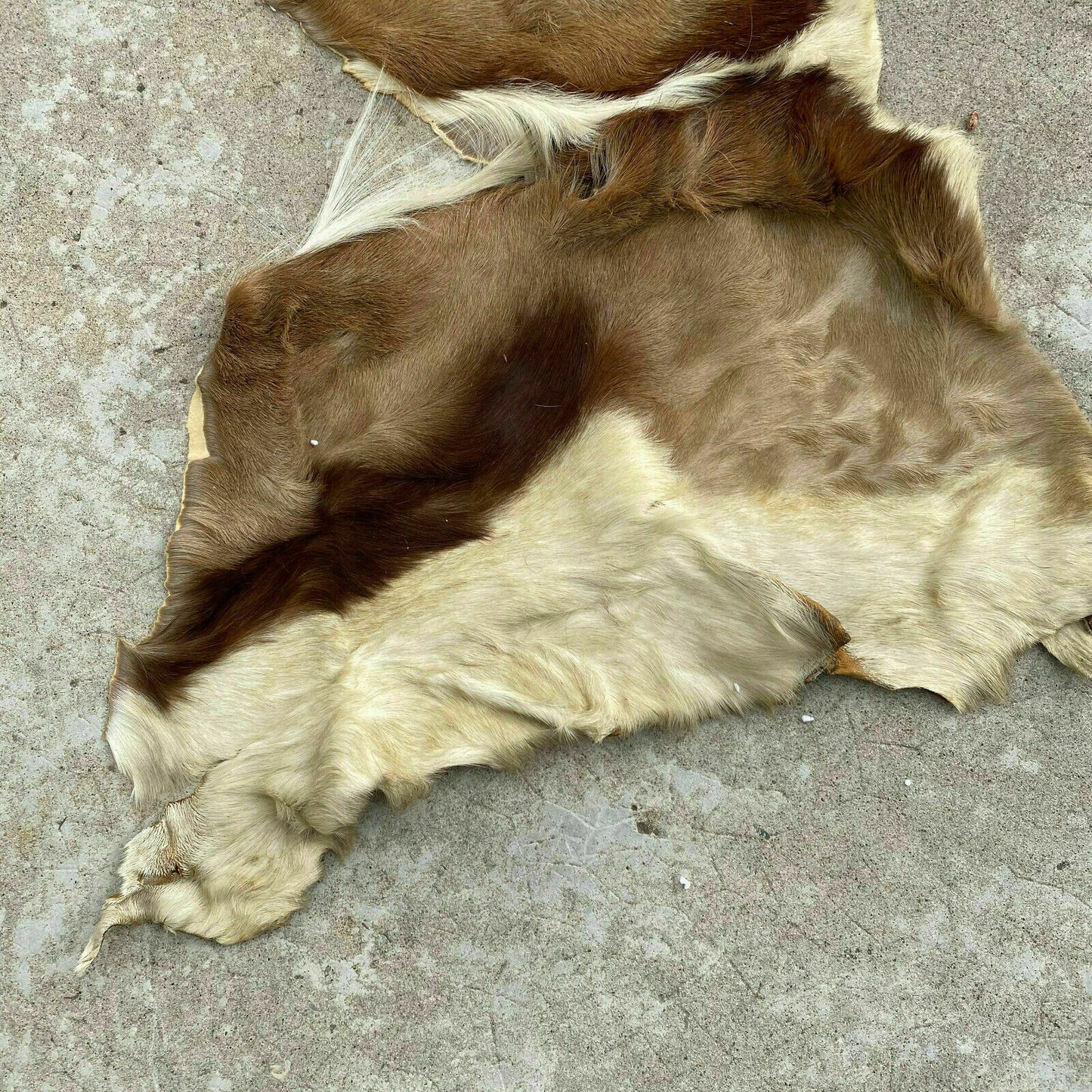 Vintage French Taxidermy Hide Goat Deer Fur Pelt Leather Skin 26032017 Fleamarketfrance