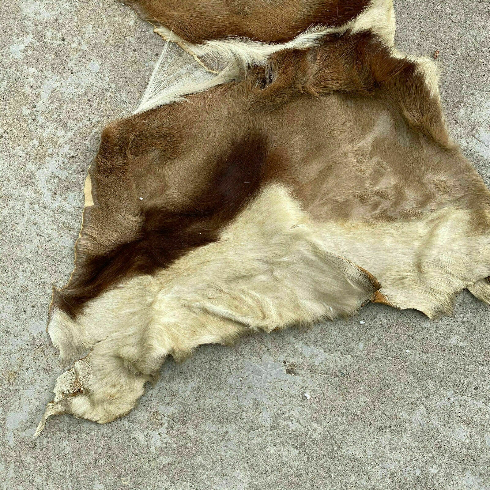 Vintage French Taxidermy Hide Goat Deer Fur Pelt Leather Skin 26032017 Fleamarketfrance
