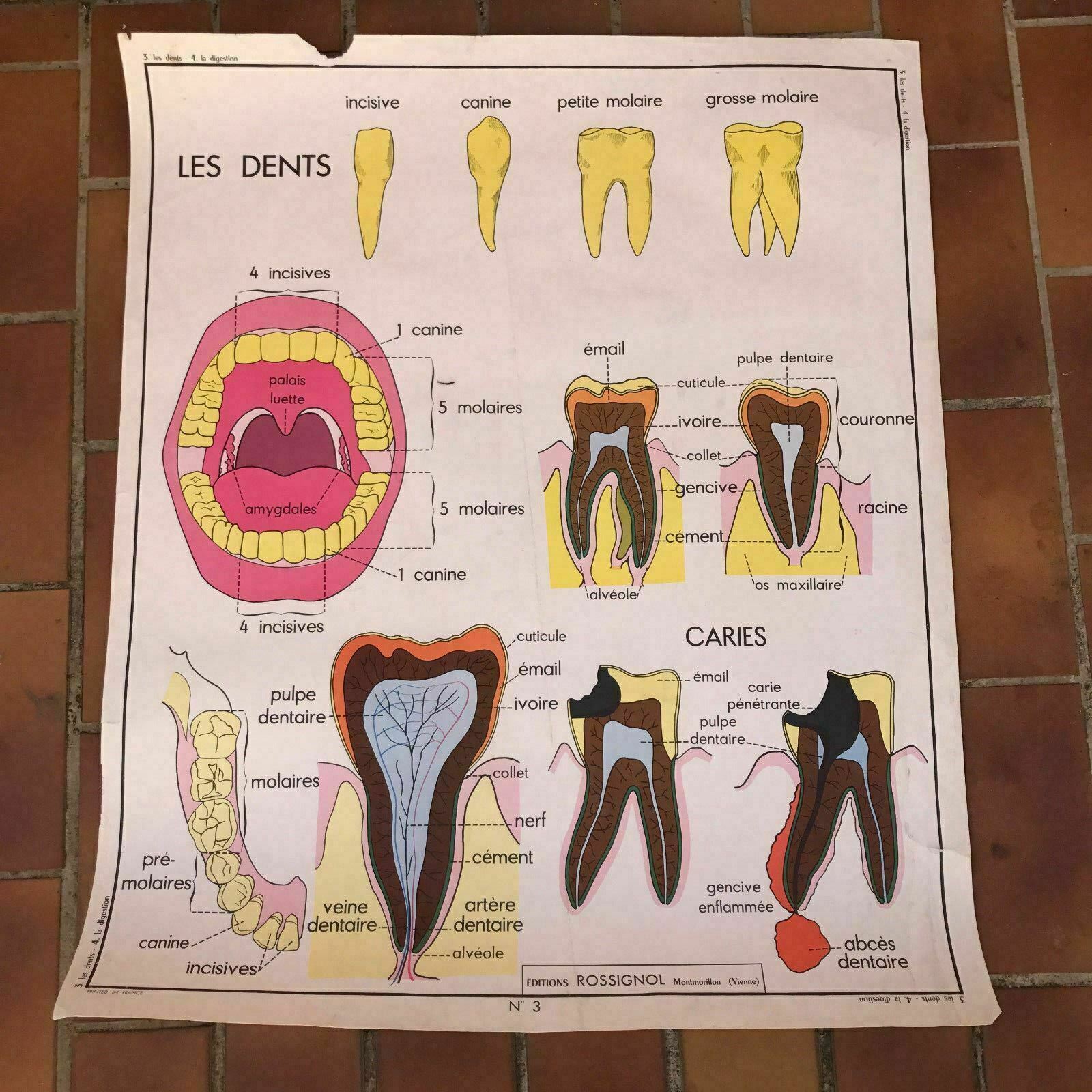 Vintage French School Poster Anatomy Teeth Digestion MDI 1960s 35x29 19 Fleamarketfrance
