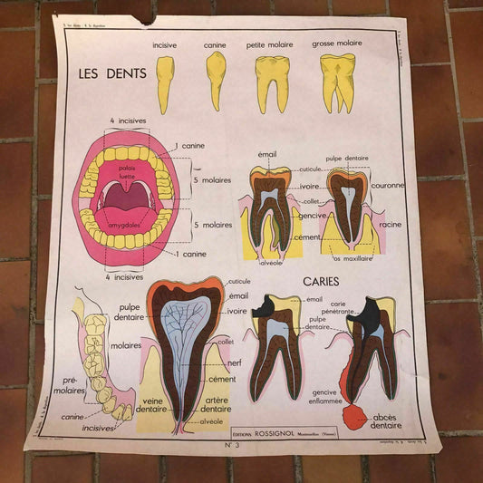 Vintage French School Poster Anatomy Teeth Digestion MDI 1960s 35x29 19 Fleamarketfrance