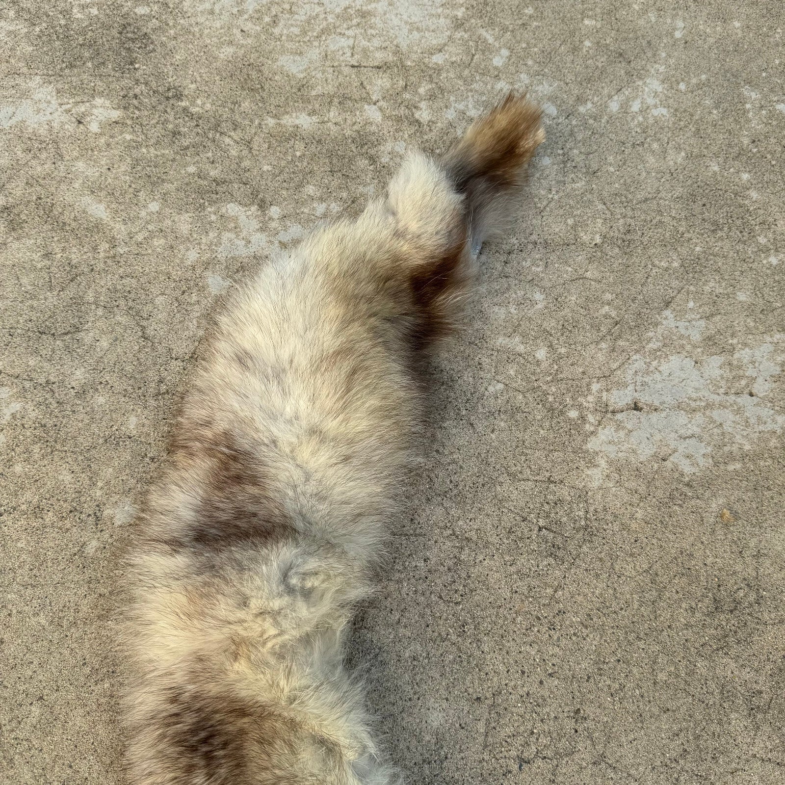 Vintage Fox Fur Pelt French Taxidermy Hide 77cm Leather Antique 02082414 Fleamarketfrance
