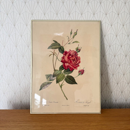 French Botanical Print Rose Redoute Style Lithograph Framed Vintage 1012253 no brand