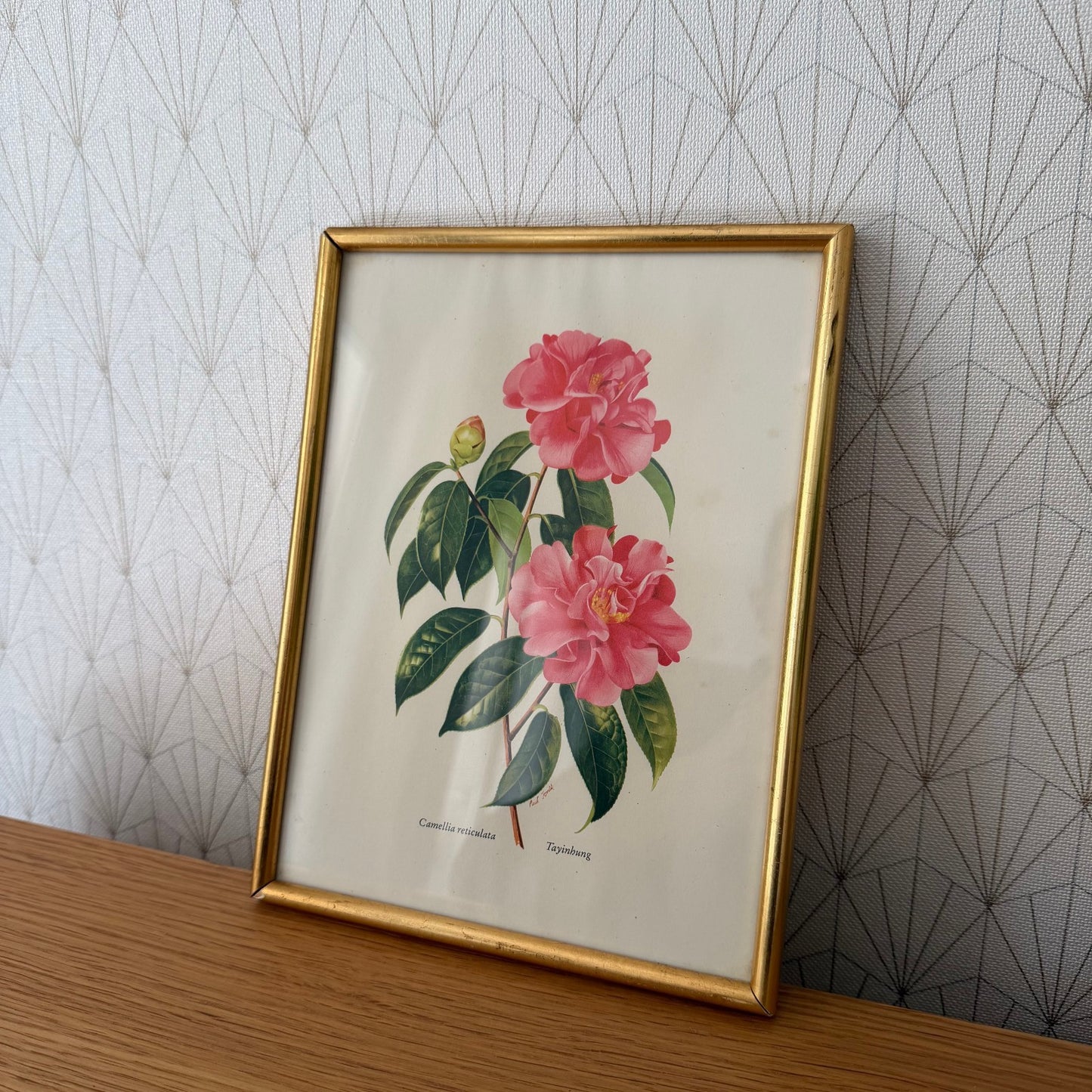 French Botanical Print Pink Camellia Gold Frame Vintage Art 2409256 Fleamarketfrance : French vintage and antique decor