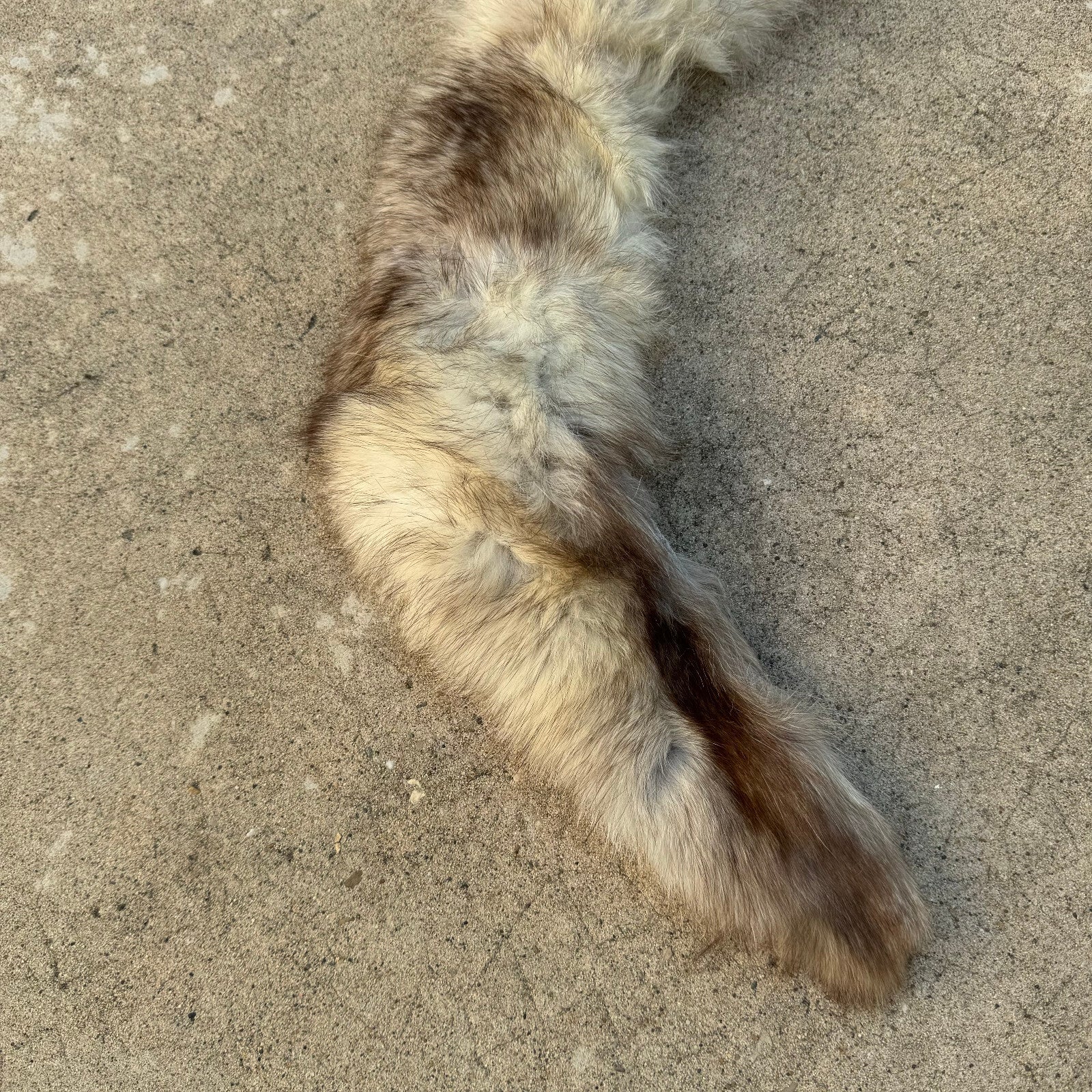 Vintage Fox Fur Pelt French Taxidermy Hide 77cm Leather Antique 02082414 Fleamarketfrance