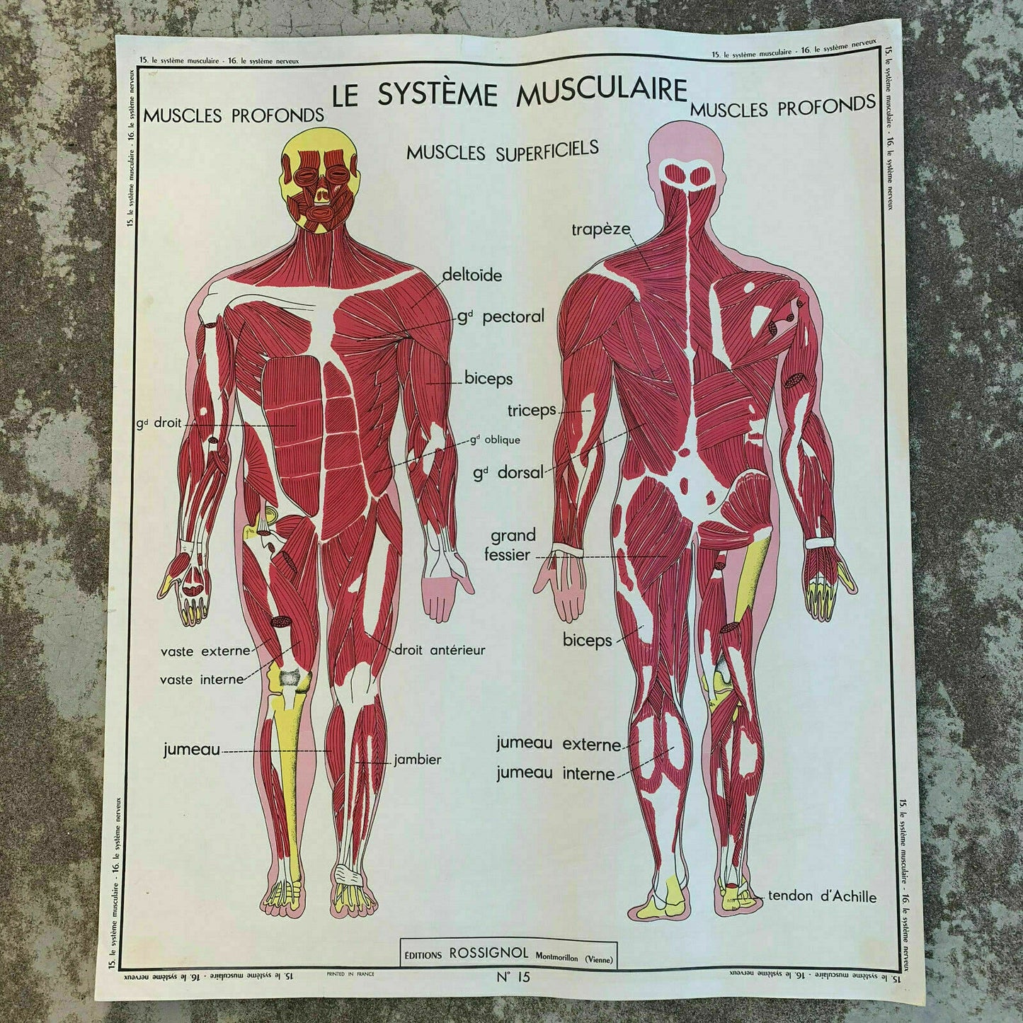 ROSSIGNOL MDI Vintage French School Poster anatomy Two Sides MUSCLES 1907199 - Fleamarketfrance