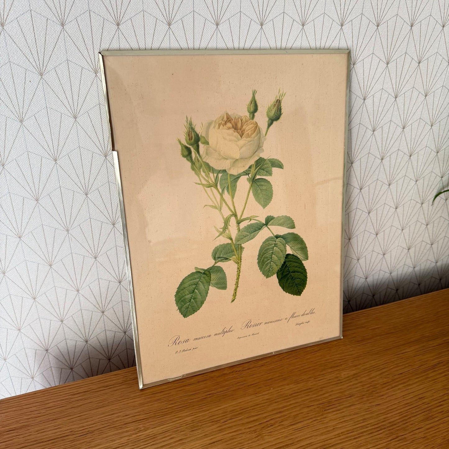 French Botanical Print Rosa Muscosa Rose Redoute Framed Lithograph 1012254 no brand