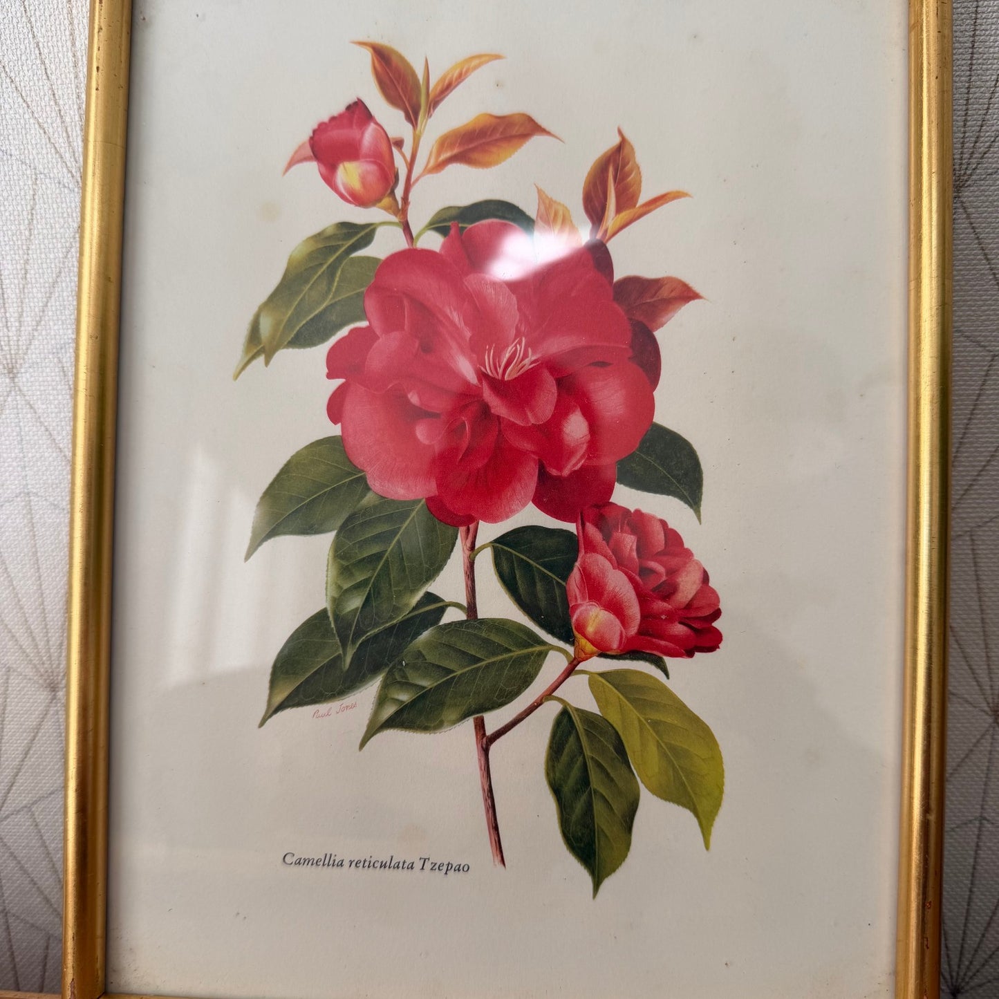 French Botanical Print Camellia Watercolor Gold Frame Vintage Art 2409255 Fleamarketfrance : French vintage and antique decor