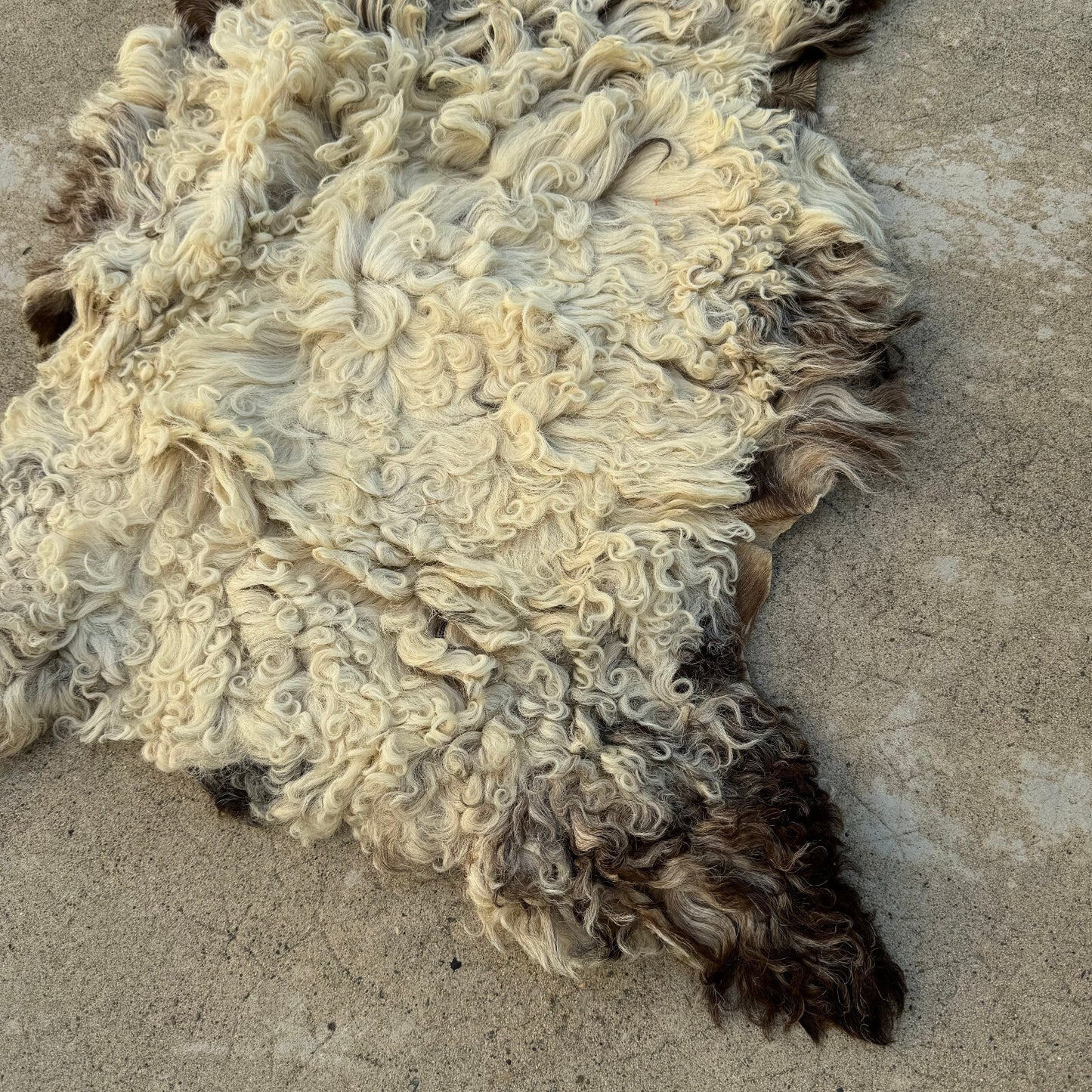 French Sheepskin Rug Curly Wool Vintage Natural Fleece Pelt 02082411 Fleamarketfrance