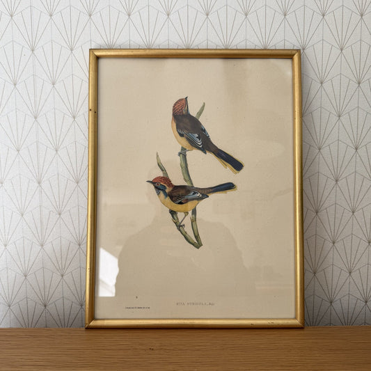 LOVELY VINTAGE ART LITHOGRAPHY BIRDS FRAMED 20102510