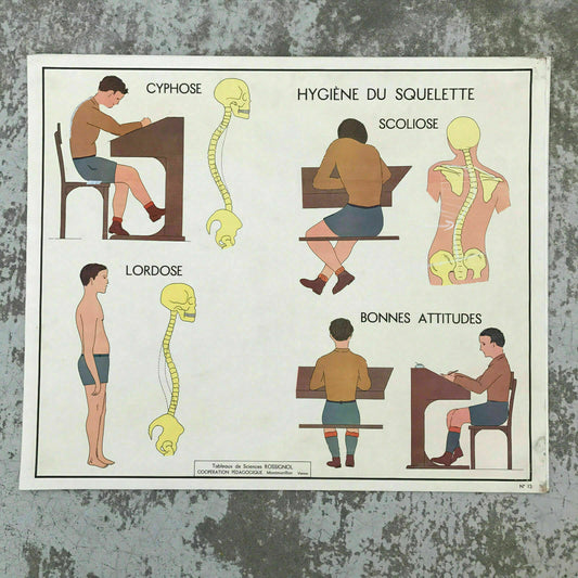 ROSSIGNOL MDI French School Poster Lesson anatomy Two Sides 1960's MUSCLE1812191 - Fleamarketfrance