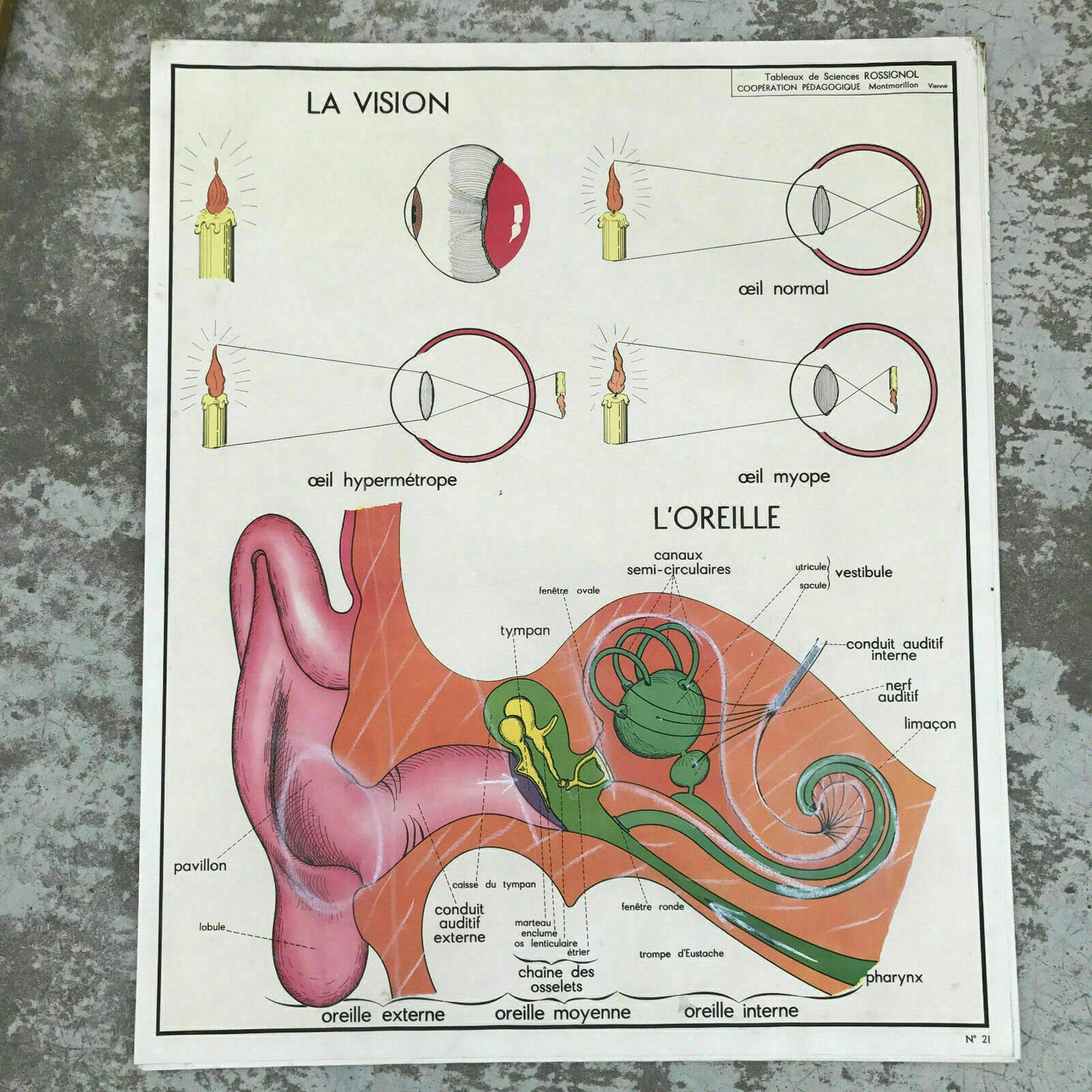 ROSSIGNOL MDI Vintage French School Poster anatomy Two Sides 1960's ears 1612193 - Fleamarketfrance