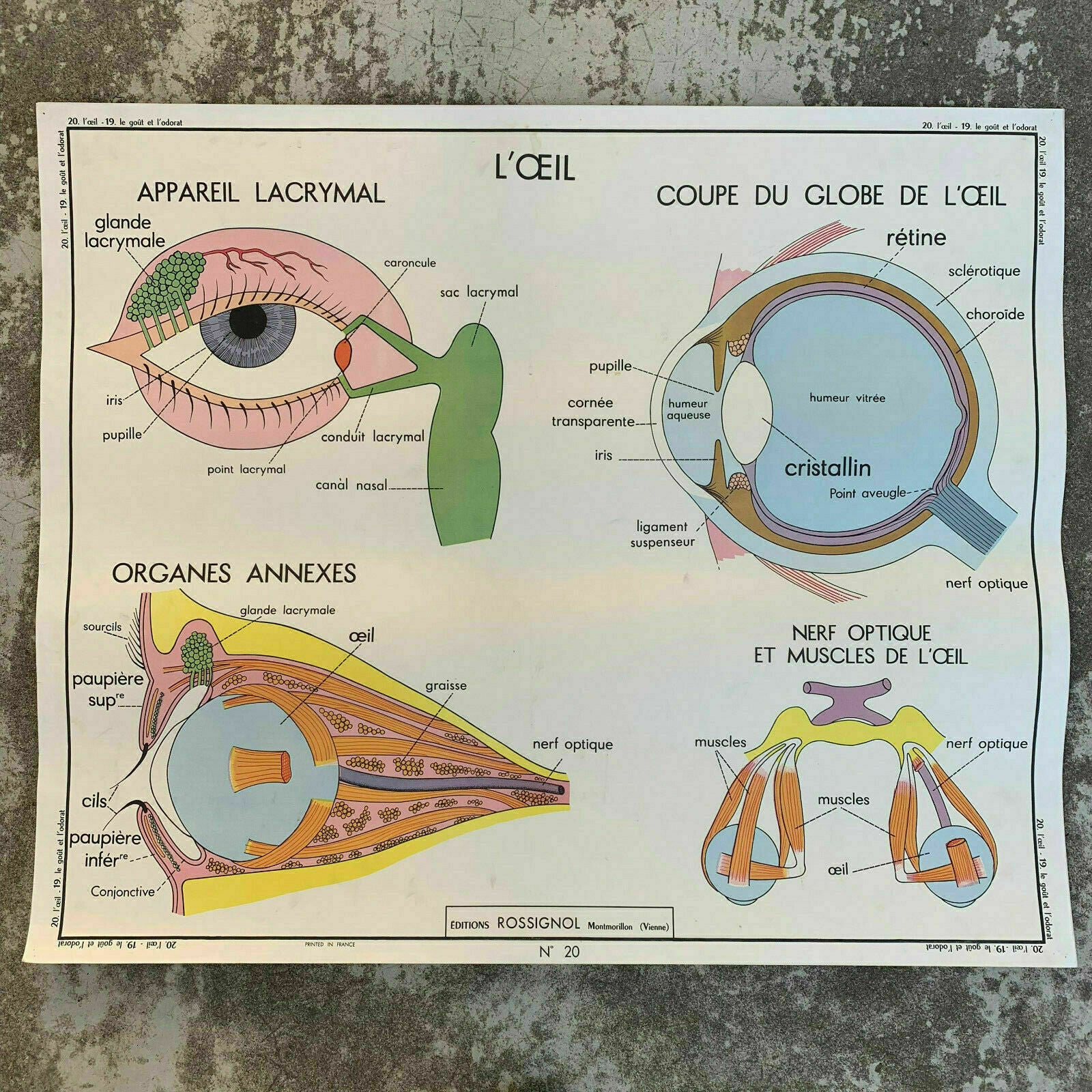 French Anatomy Poster Vintage School Educational Eye Nose Rossignol 1907197 Fleamarketfrance