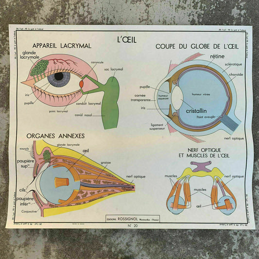 French Anatomy Poster Vintage School Educational Eye Nose Rossignol 1907197 Fleamarketfrance