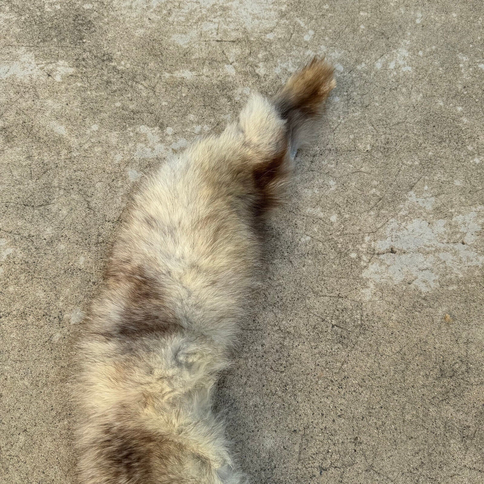 French Taxidermy animal Fur pelts Skin leather fox 02082414 - Fleamarketfrance