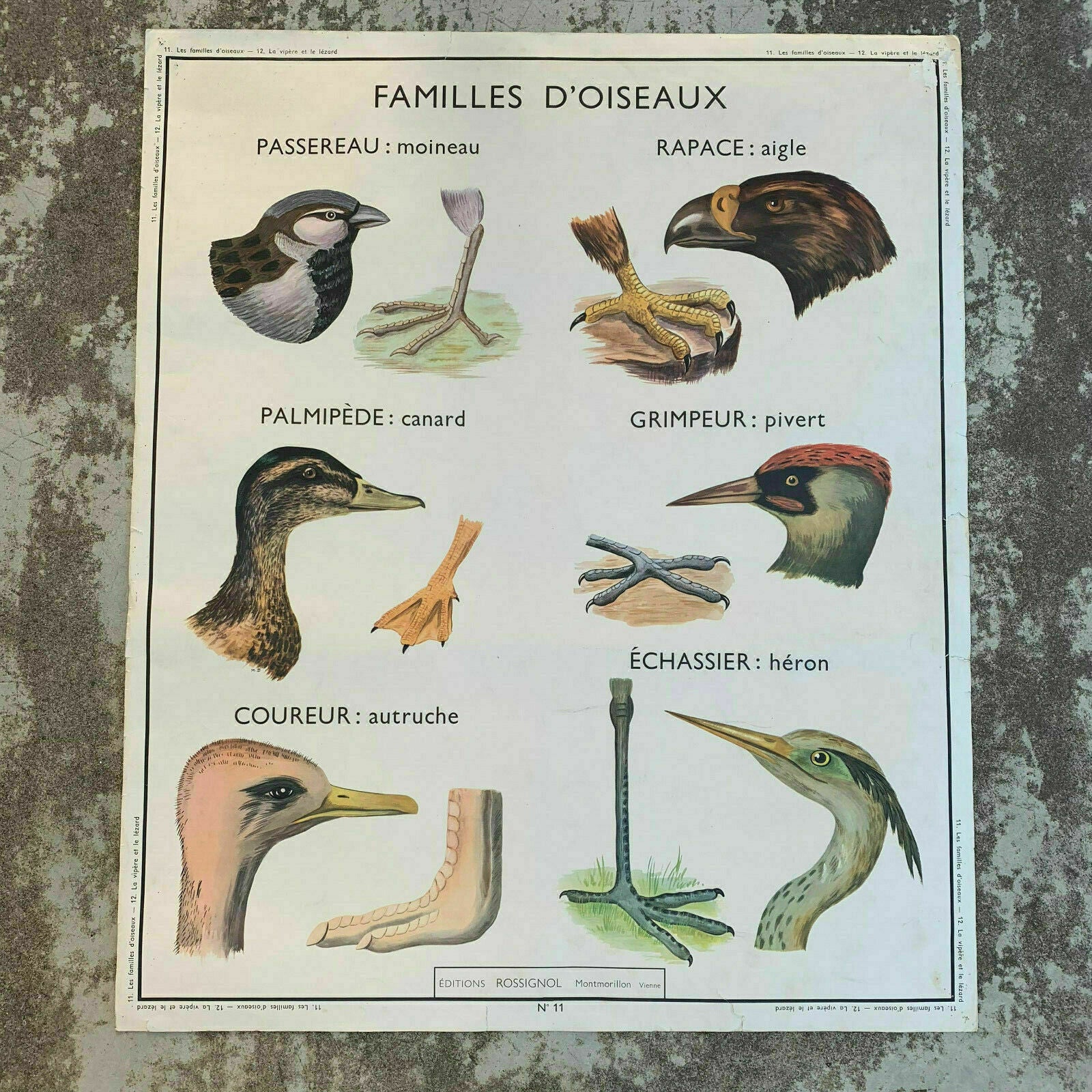 Vintage French Educational Poster ROSSIGNOL Birds Anatomy School 19071912 Fleamarketfrance