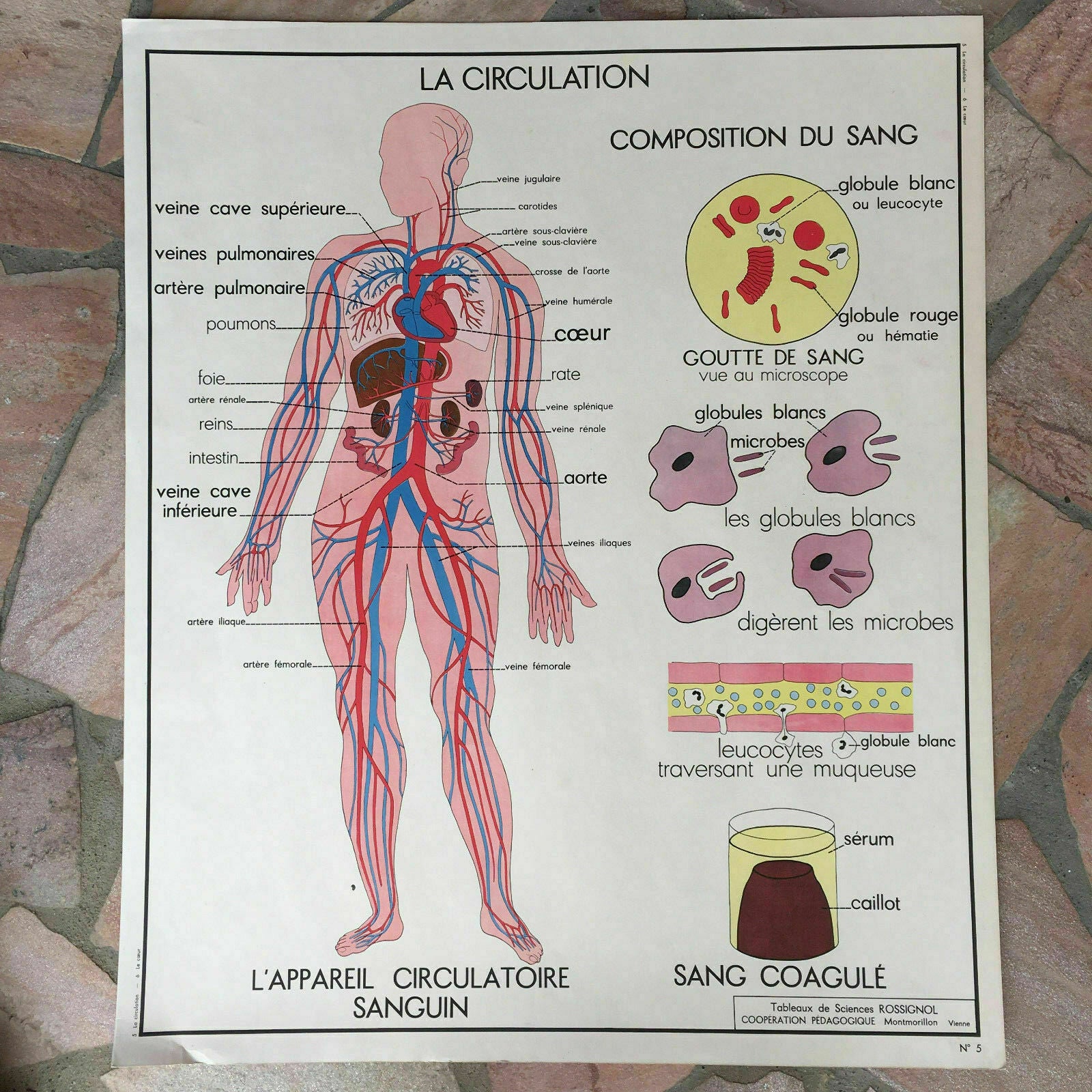 Vintage French School Poster Anatomy Circulation Heart Rossignol 03021814 Fleamarketfrance