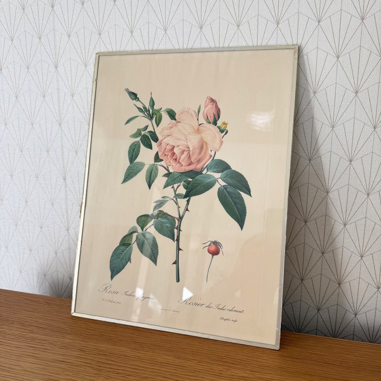 French Botanical Print Rosa Indica Fragrans Redoute Rose Vintage 1012252 no brand