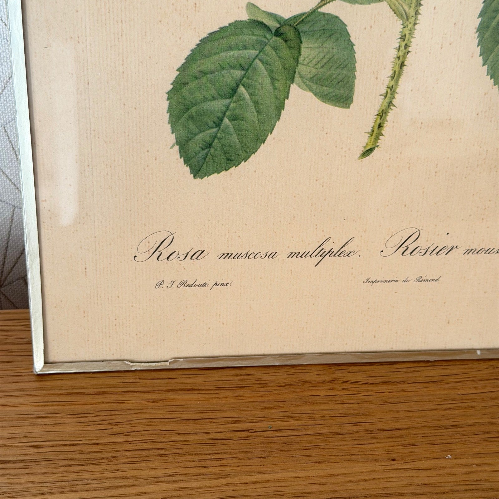 French Botanical Print Rosa Muscosa Rose Redoute Framed Lithograph 1012254 no brand