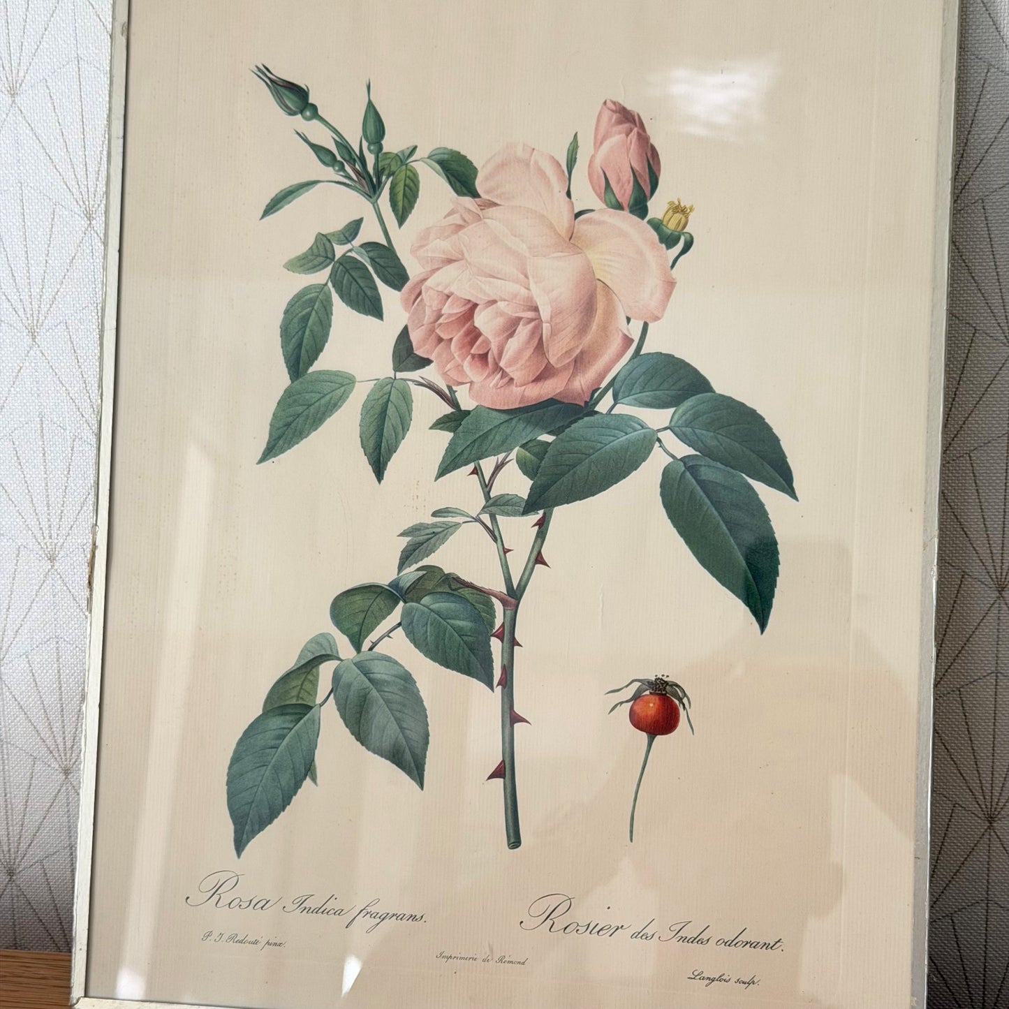 French Botanical Print Rosa Indica Fragrans Redoute Rose Vintage 1012252 no brand