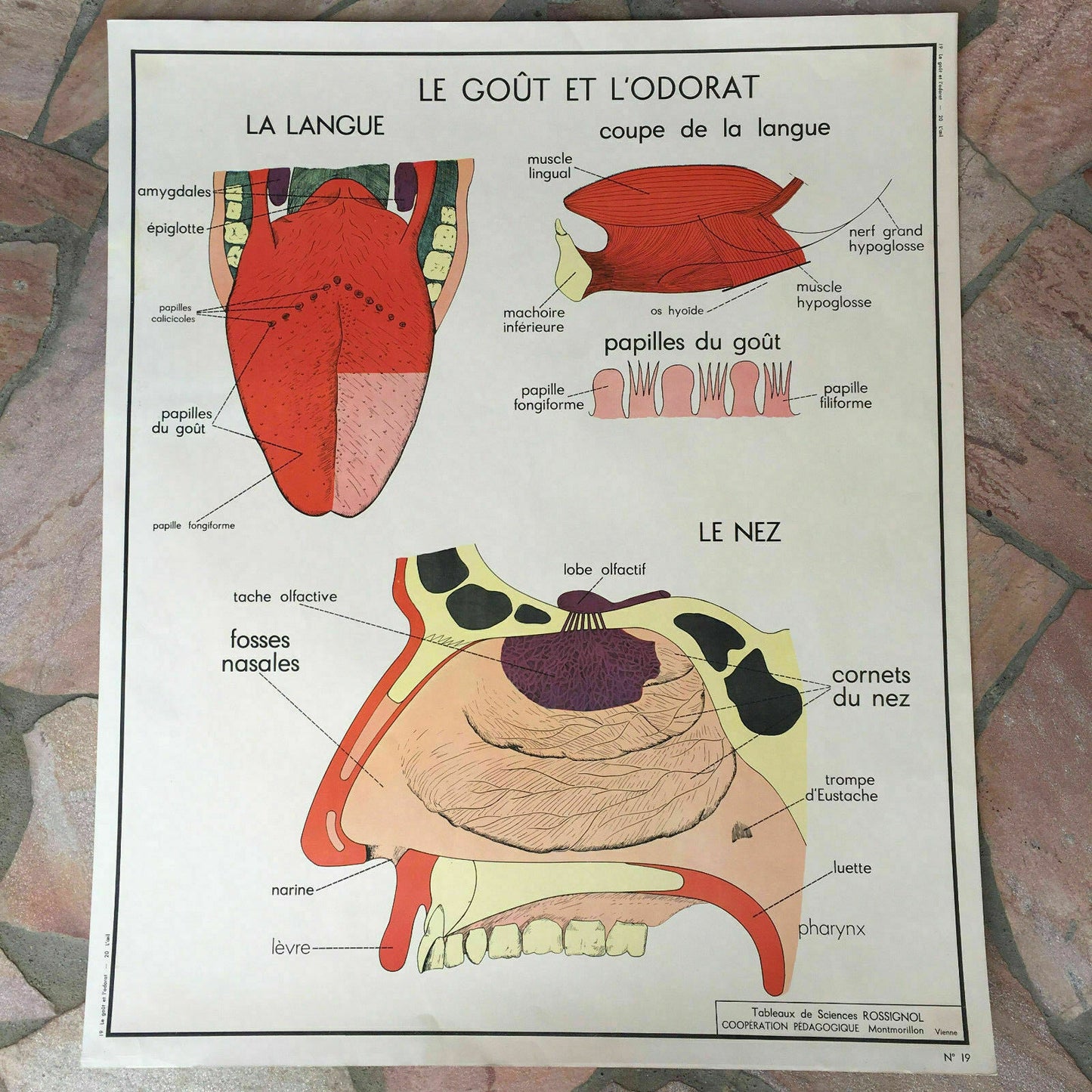 ROSSIGNOL MDI Vintage French School Poster anatomy Two Sides EYES NOSE 03021813 - Fleamarketfrance