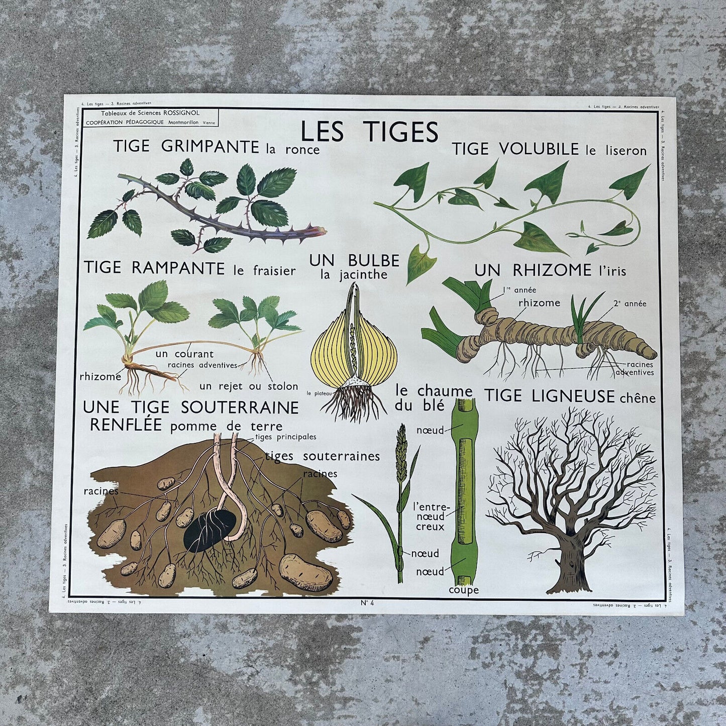 ROSSIGNOL Vintage French School Poster Science botanic Two Sides tiges 0512231 - Fleamarketfrance