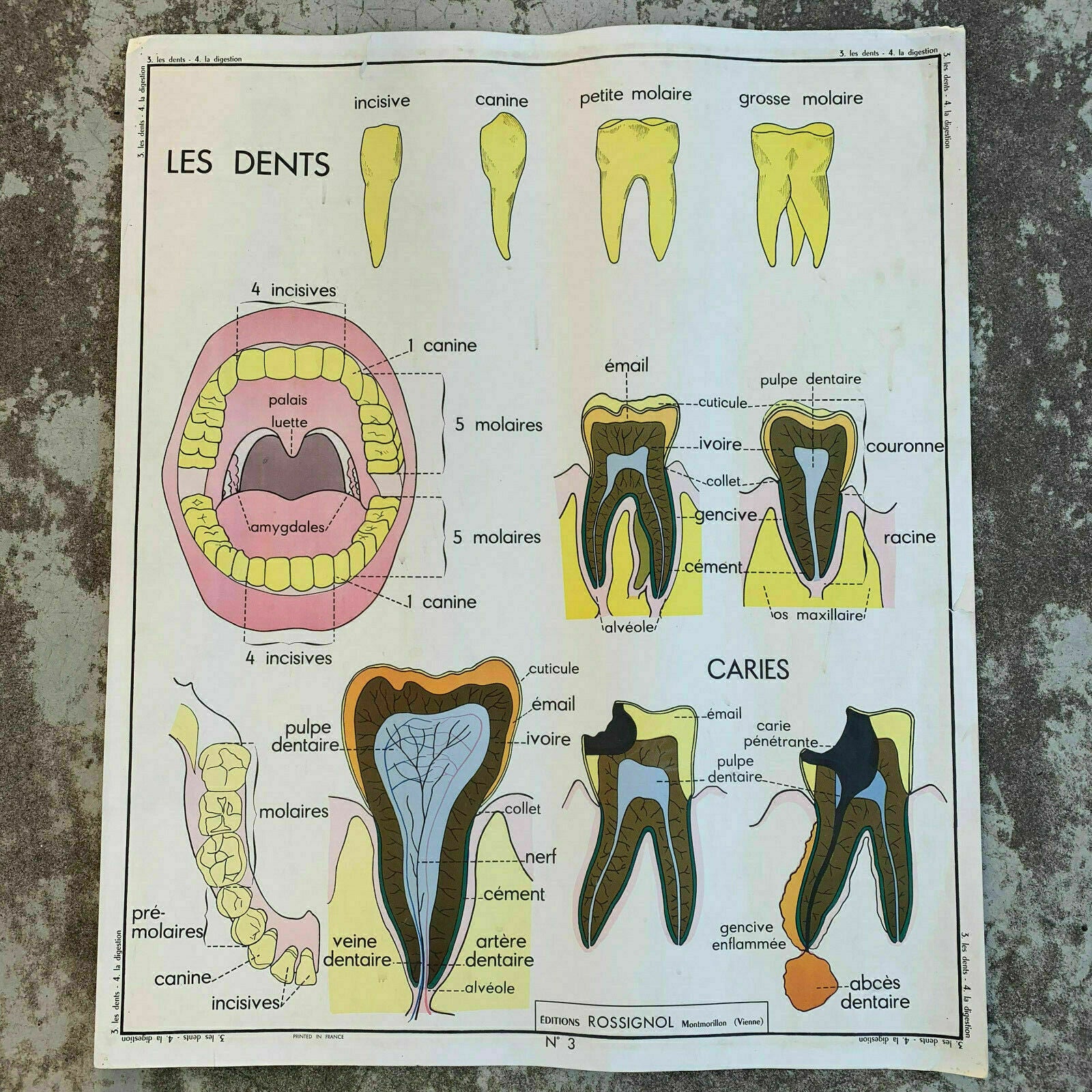 Vintage French School Poster Anatomy Teeth Digestion Rossignol 1907198 Fleamarketfrance