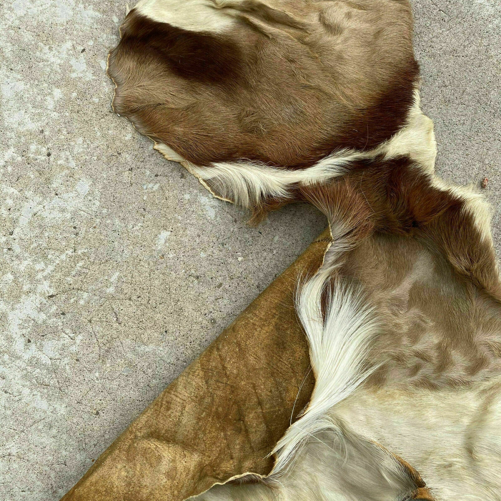 Vintage French Taxidermy Hide Goat Deer Fur Pelt Leather Skin 26032017 Fleamarketfrance