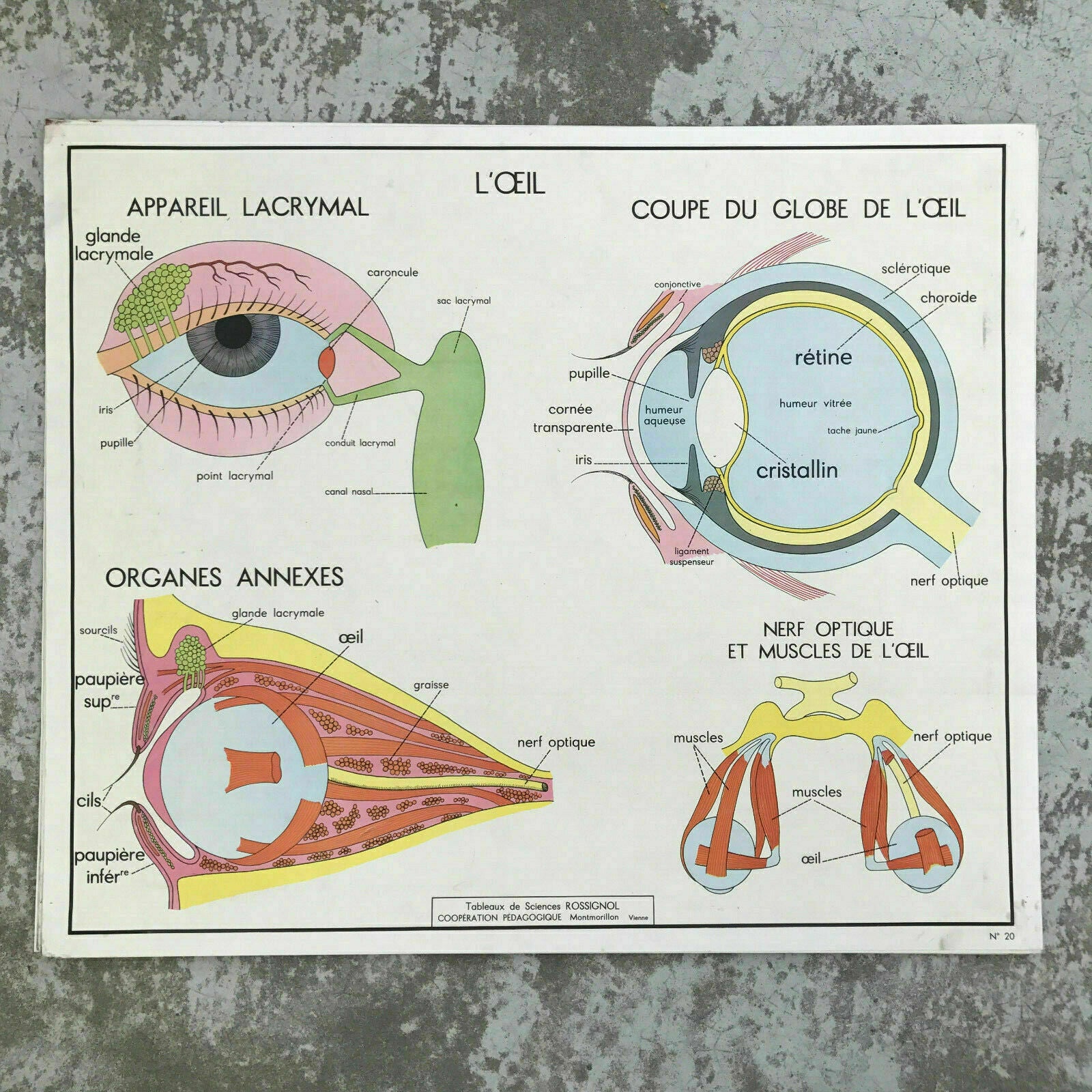 ROSSIGNOL MDI French School Poster Lesson anatomy Two Sides 1960's EYES 1612193 - Fleamarketfrance